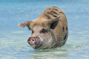 Остров свиней