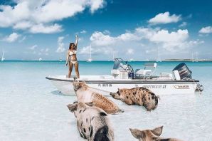 Багамы остров со свинками