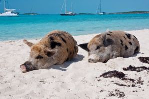 Остров свиней в карибском море