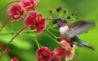 Природа колибри