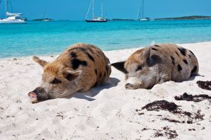 Остров с морскими свиньями