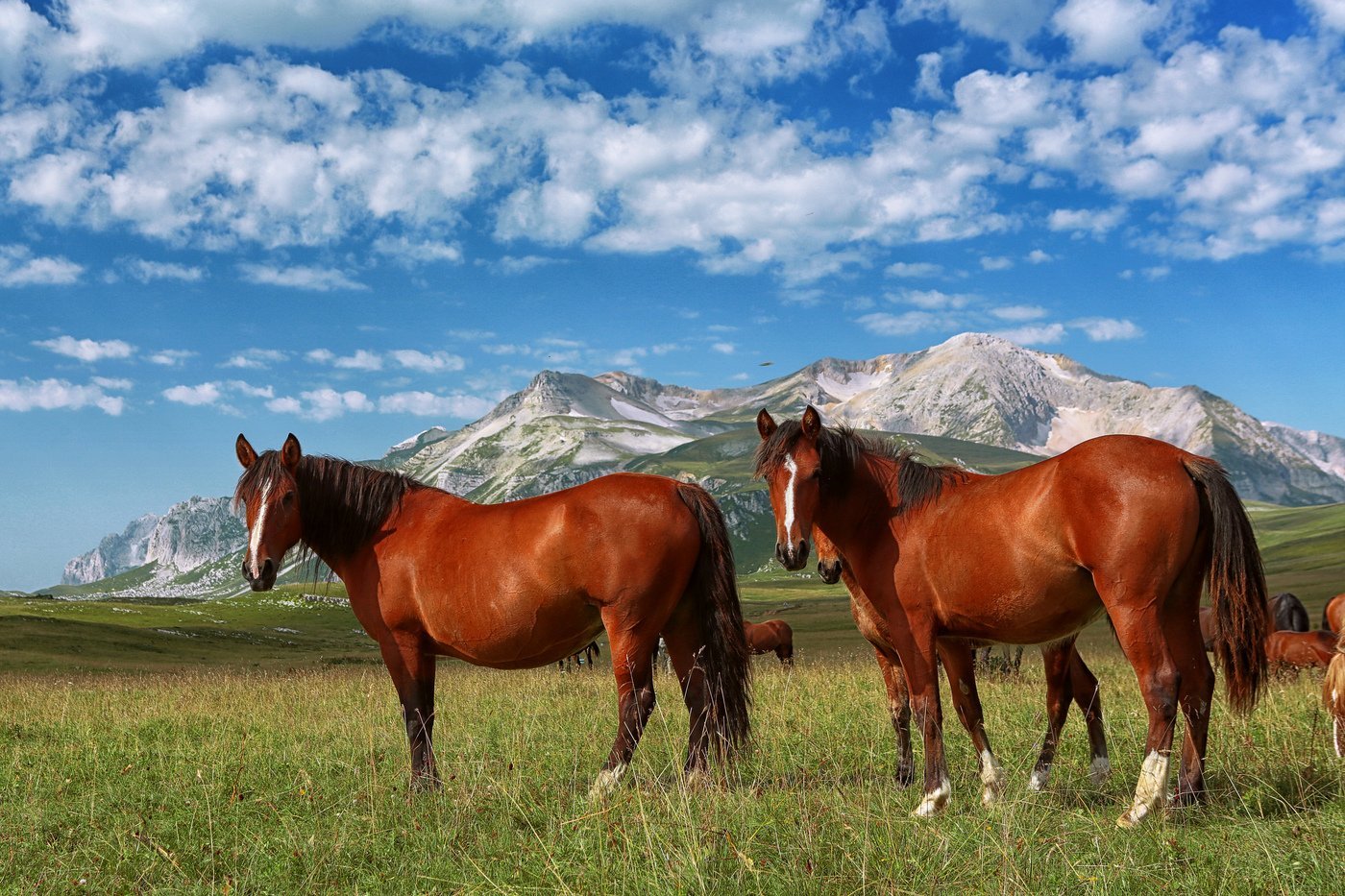 Лошадь скалистых гор - 70 фото