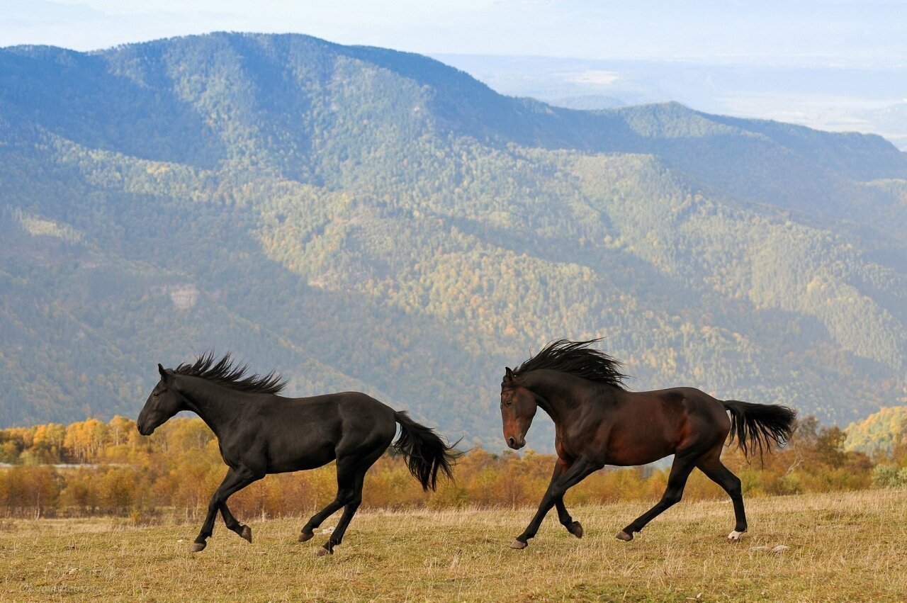 Лошадь скалистых гор - 70 фото