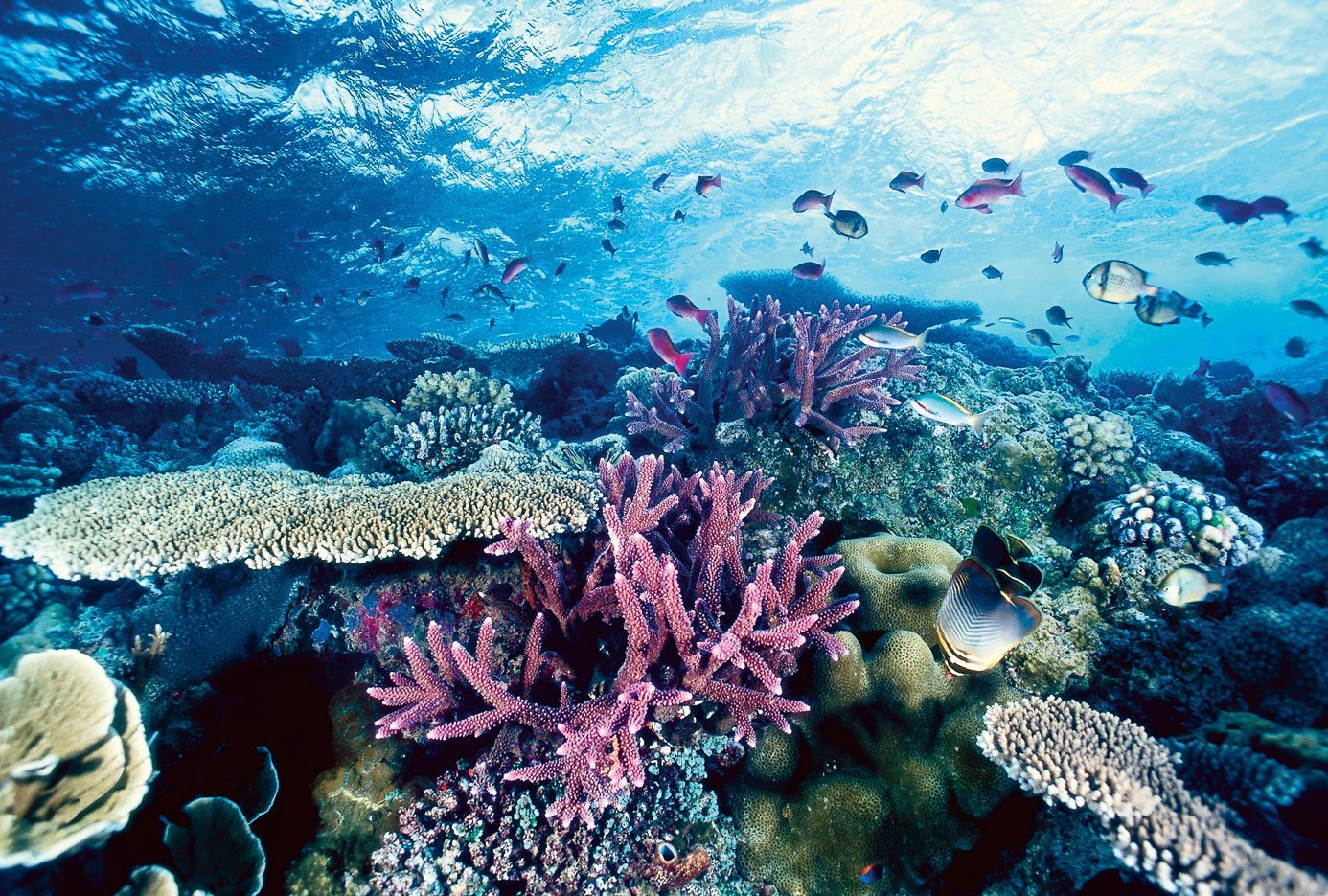 Рифы тихого океана. Барьерный риф в тихом океане. Коралловые рифы Тихого океана. Коралловые рифы в Сокотре. Большой Барьерный риф коралловые полипы Австралия.