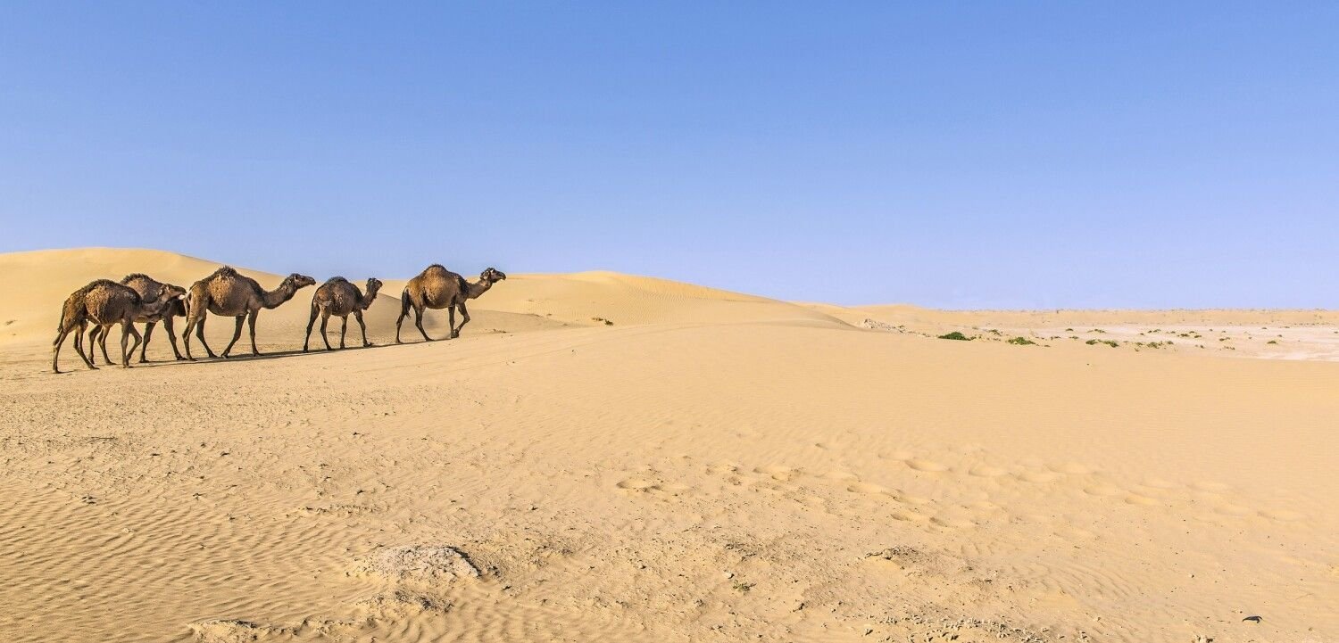 Северный караван. Каракум Туркменистан. Песчаная пустыня Каракум. Пески пустыни Кызылкум. Пустыни Узбекистана Каракум.