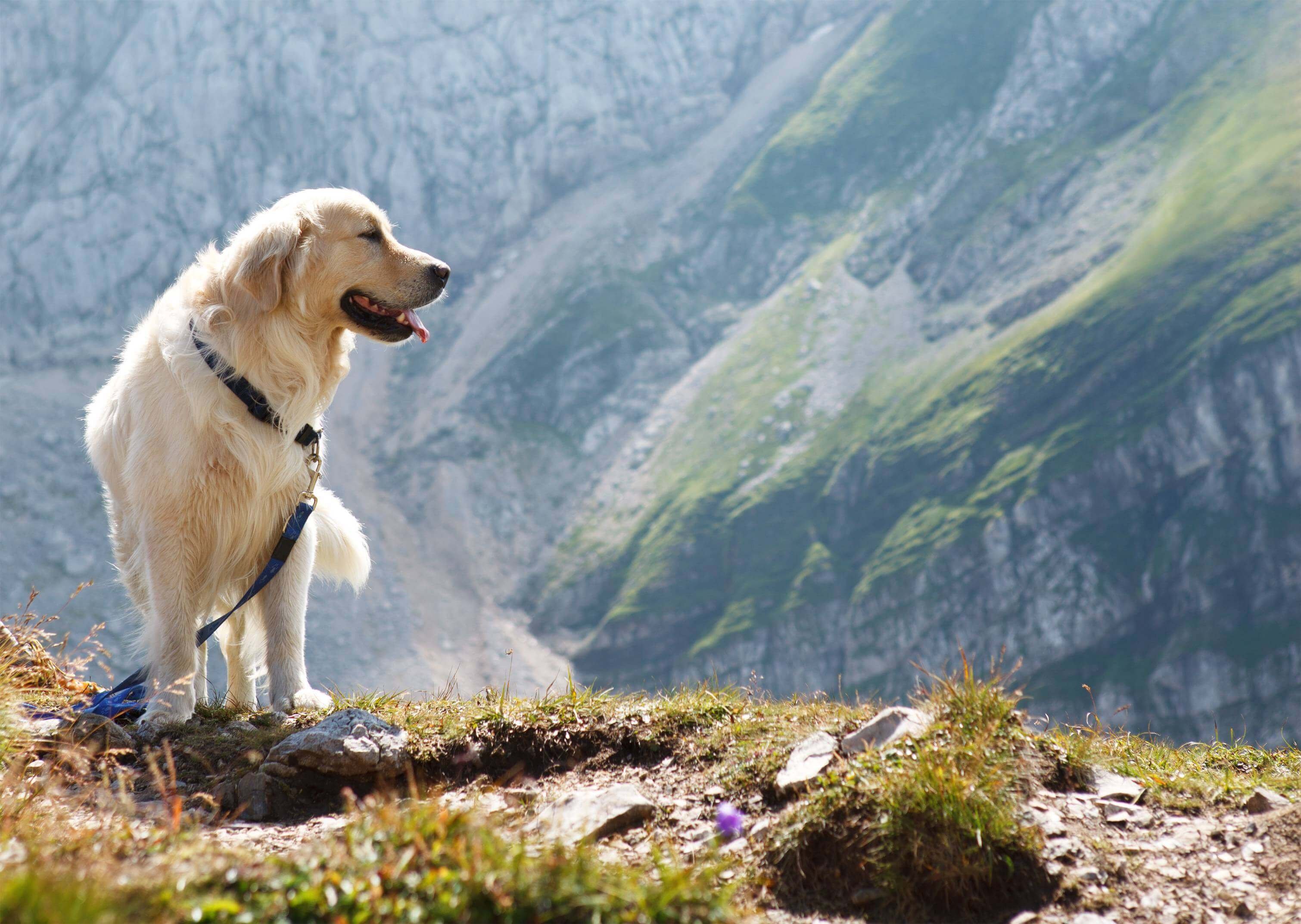 Горный сток. Ретривер и горы. Собака в горах. Две собаки в горах. Золотистый ретривер на горе.