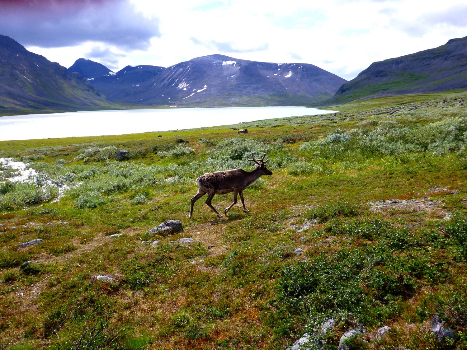 Самый северный нац парк. Национальный парк Сарек Швеция. Тундровая зона Северной Америки. Тундра Безлесная зона. Средняя субарктическая тундра.