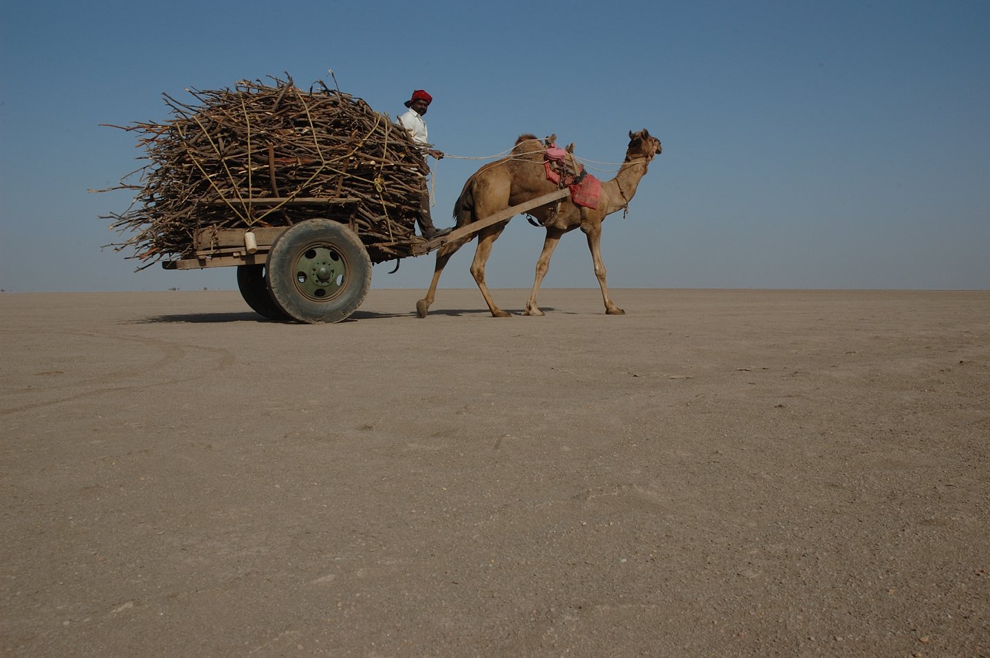Едет караван. Гужевой транспорт верблюд. Верблюд в пустыне. Верблюд с повозкой. Верблюжья повозка.