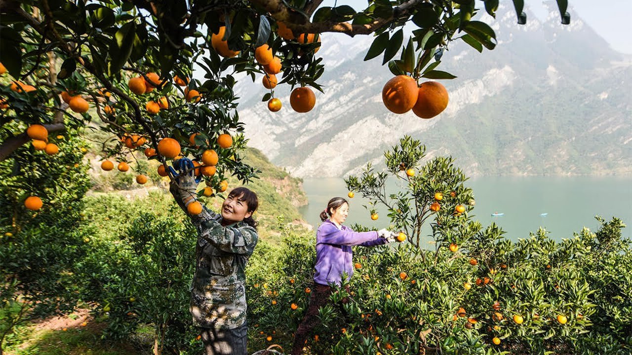 Урожайность апельсинов. Марокко мандарины плантации. Чеджу мандариновые плантации. Остров Чеджу мандарины сады. Мандариновые плантации в Марокко.