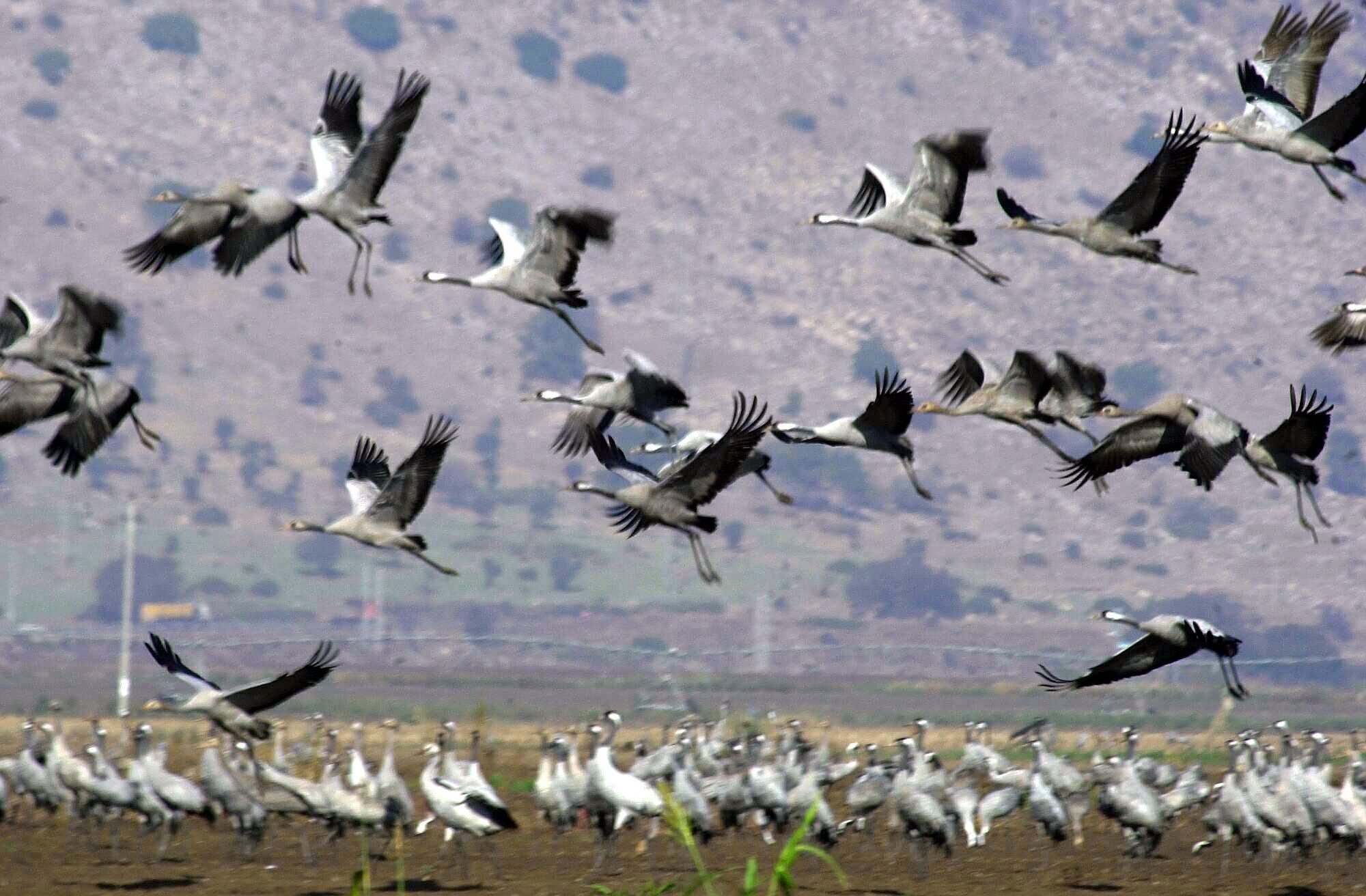 Birds migrate. Миграция птиц. Миграция птиц в Израиле. Миграция птиц Забайкальского края.