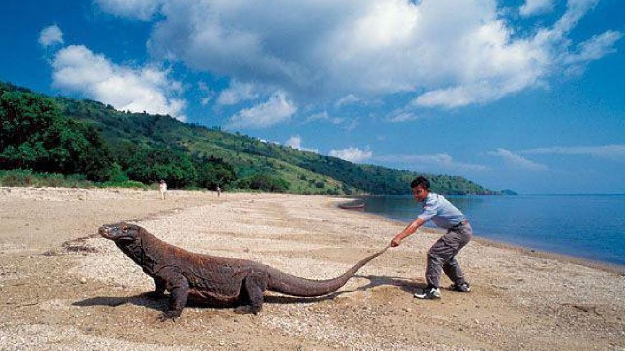 Книга рекордов природы рептилий самый. Комодский Варан. Варан дракон с острова Комодо. Самый большой Комодский Варан. Гигантский Варан Комодо.