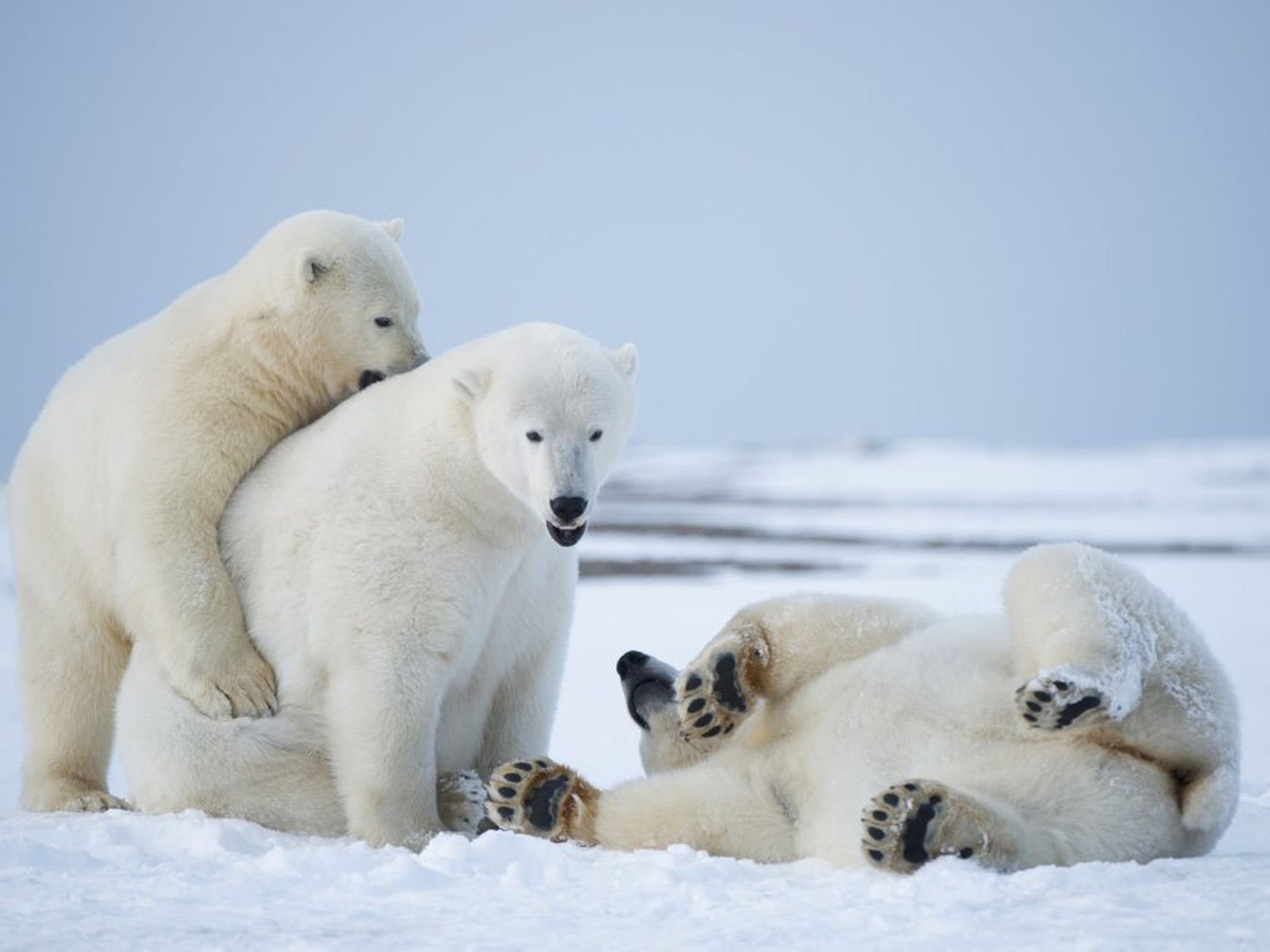 Медведи живут на севере. Белый медведь. Белые медведи на Аляске. Семья белых медведей. Белый медведь фото.