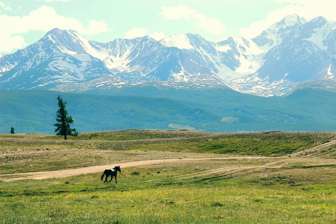 Природная зона равнины алтая. Курайская степь горный Алтай. Курай и Курайская степь. Монголия степи горный Алтай. Алтай курай горы.