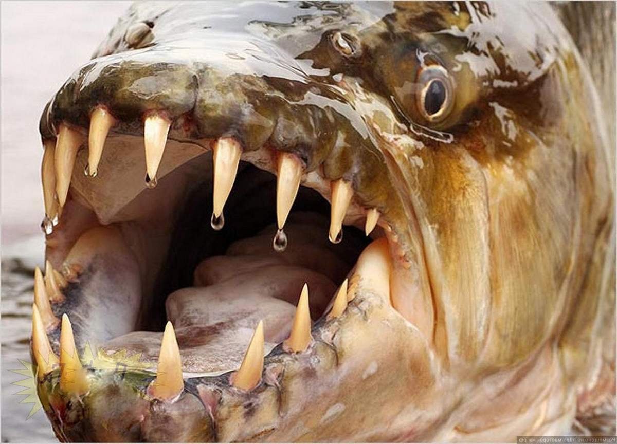 Самые страшные и опасные рыбы - 75 фото
