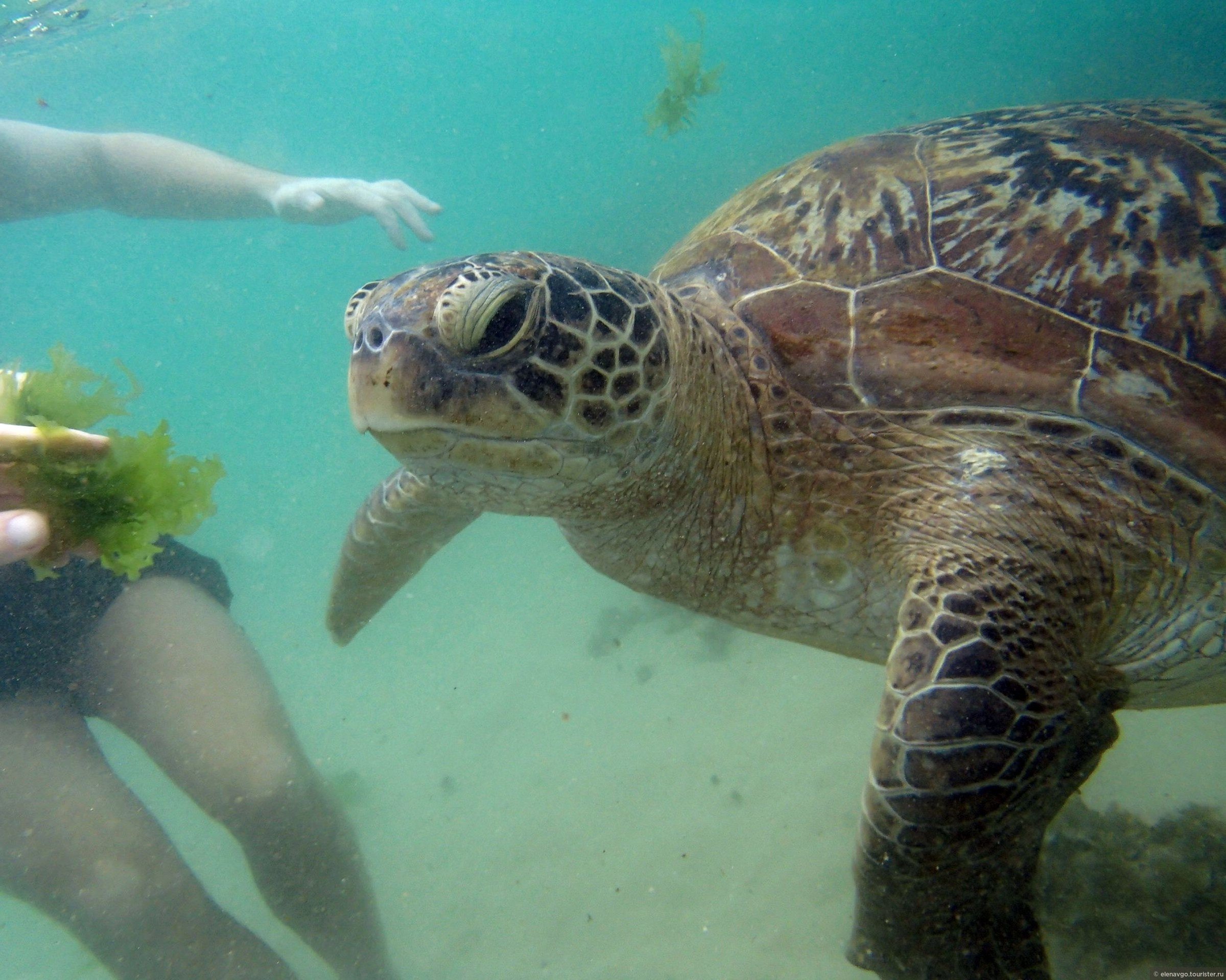 Черепаший пляж шри. Черепаший пляж Шри Ланка. Шри Ланка Унаватуна черепахи. Унаватуна черепахи. Унаватуна Черепаший пляж.
