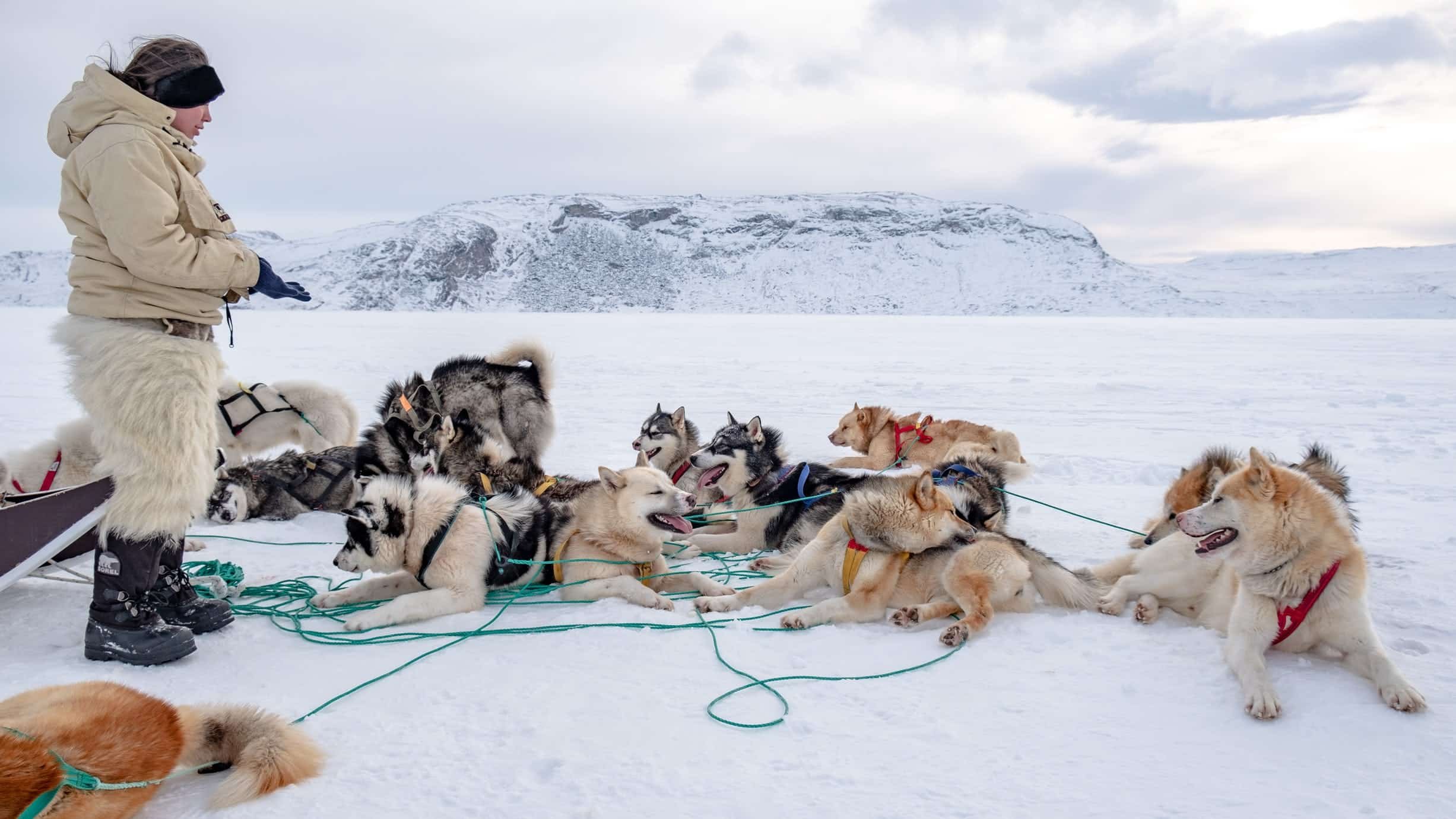 Упряжка на аляске. Гренландская лайка. Ездовые собаки на Аляске. Чинук в упряжке. Гренландская ездовая собака.