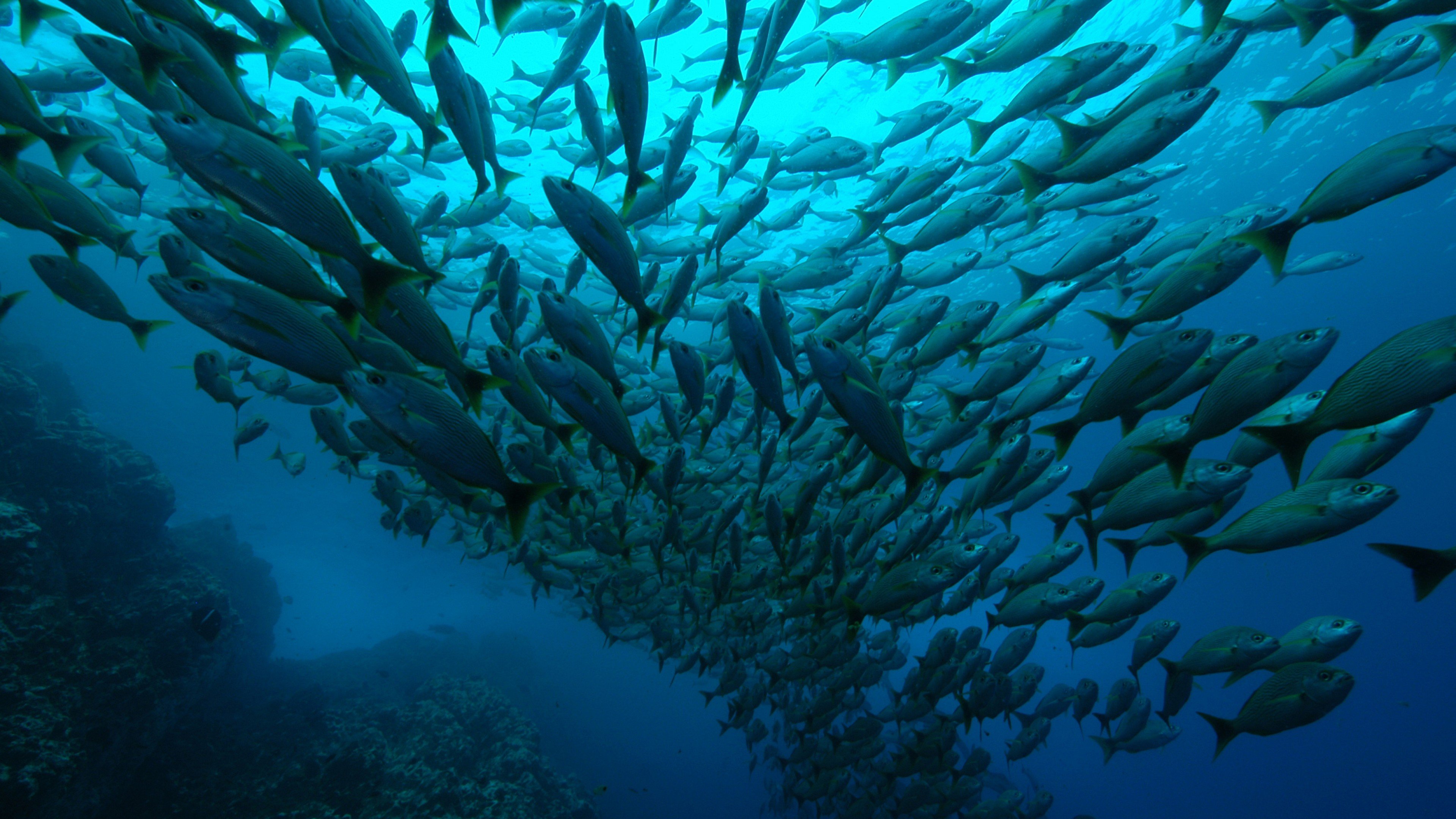 Сколько рыб в океане. Коста Рика дайвинг. Стая рыб. Рыбы в океане. Миграция рыб.