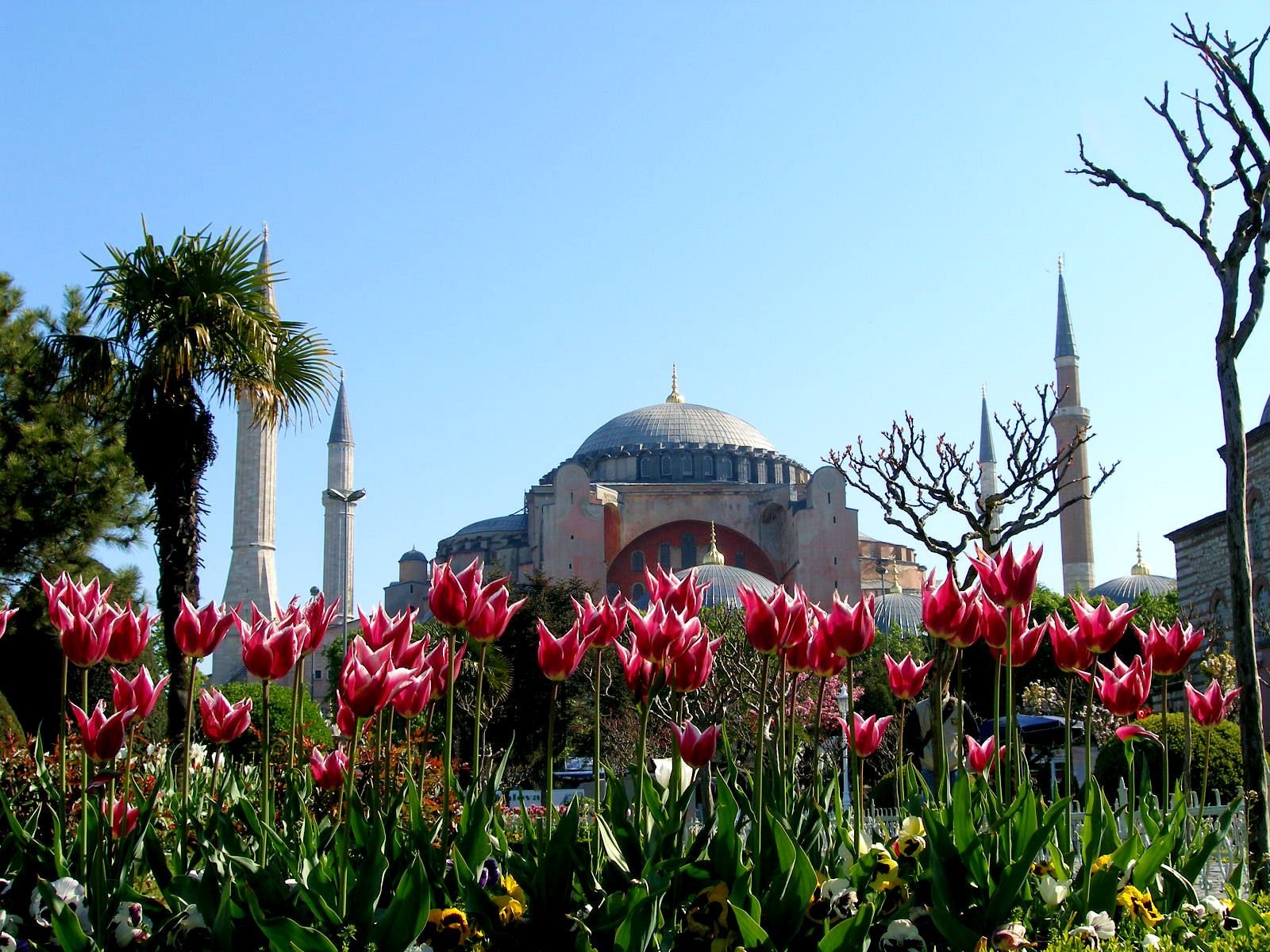 Стамбул весной. Султанахмет Стамбул тюльпаны. Турция Стамбул цветение тюльпанов.