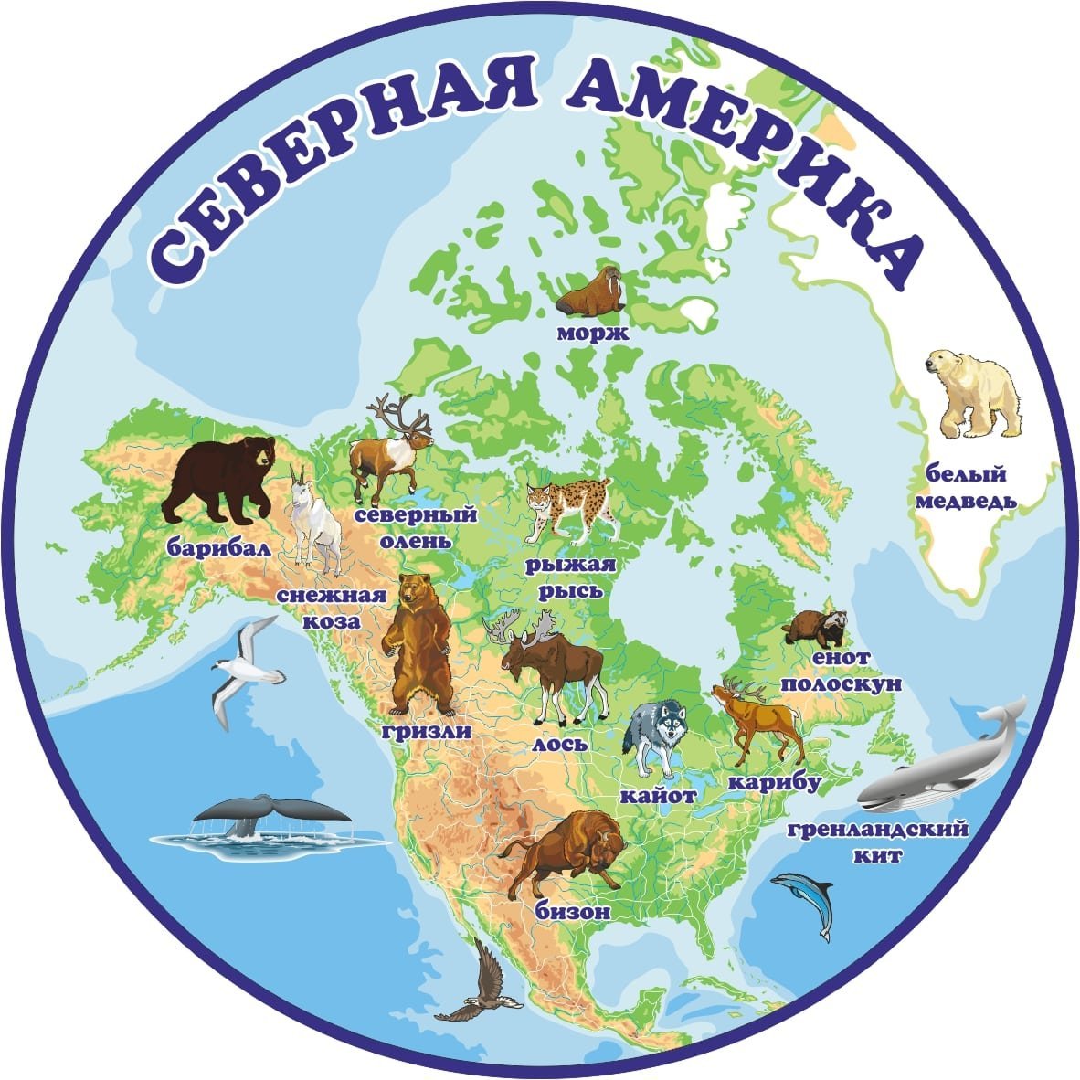 Животный мир материка северная америка. Животные континентов для детей. Северная Америка для детей. Материк Америка для детей. Северная Америка для дошкольников.