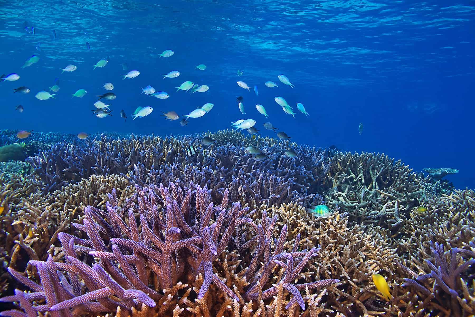 Great barrier reef corals. Остров Занзибар коралловые рифы. Острова большого барьерного рифа. Морской парк большого барьерного рифа. Береговой риф Барьерный риф Атолл.