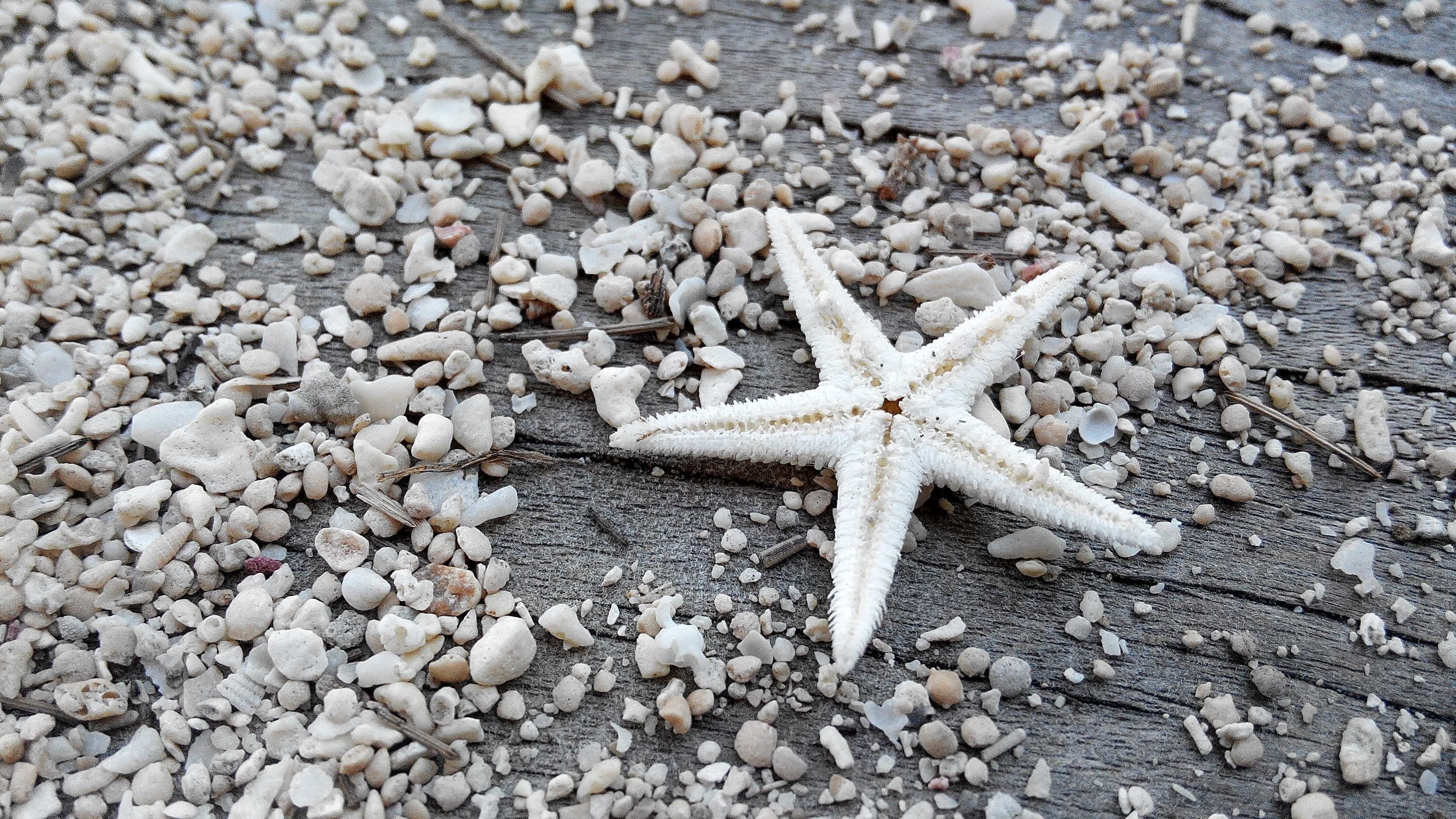 Рост морской звезды. Кульцита морская звезда. Морская звезда серая. Морская звезда белая. Морская звезда в море.