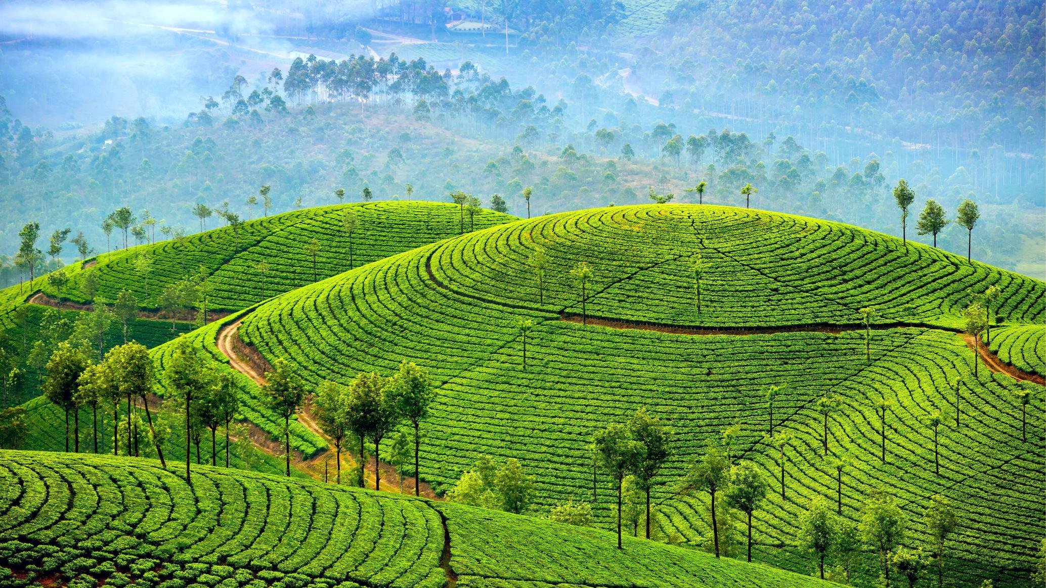 Шри ланка кофе. Муннар Индия. Муннар Керала Индия. Чай Индия Муннар. Чайные плантации в Индии.