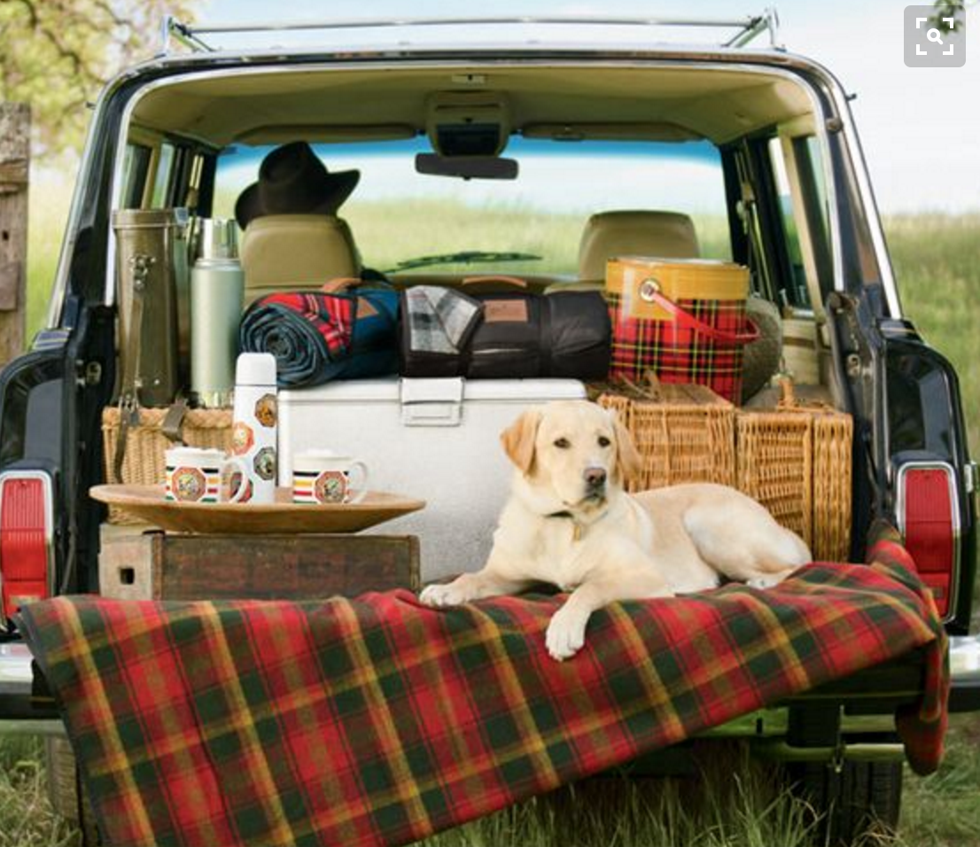 Машина пикник. Пикник в багажнике. Пикник в машине. Автомобиль на пикнике. Пикник с собакой.