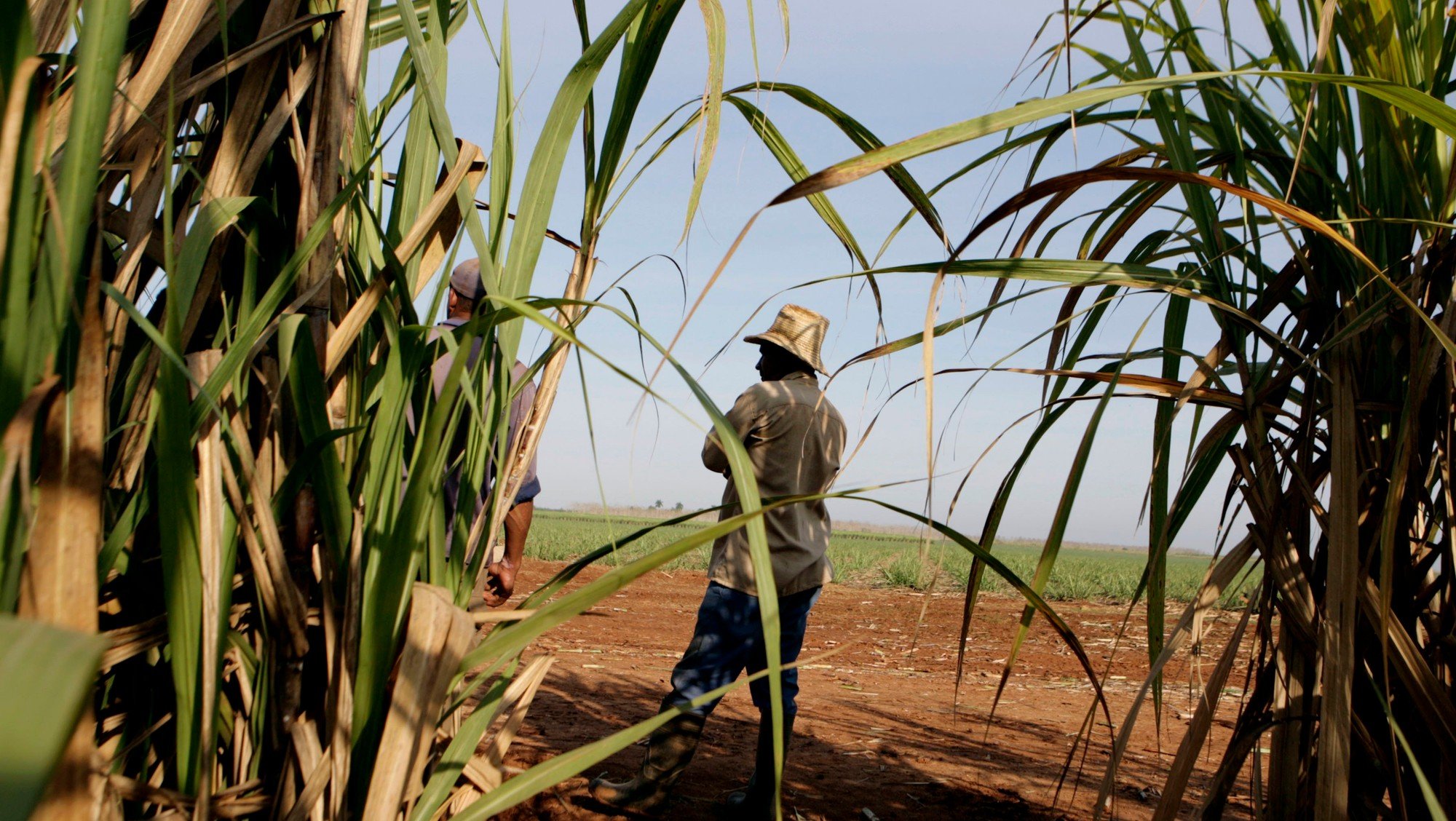 Сахарный тростник производство. Сельское хозяйство Бразилии сахарный тростник. Сахарный тростник в Бразилии. Куба сахарный тростник плантации. Плантация сахарного тростника в Мексике.