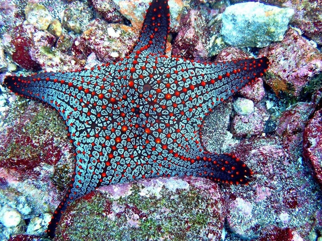 Какая звезда обитает в море. Морская звезда. Цвет морской звезды. Необычные морские звезды. Шестиконечная морская звезда.