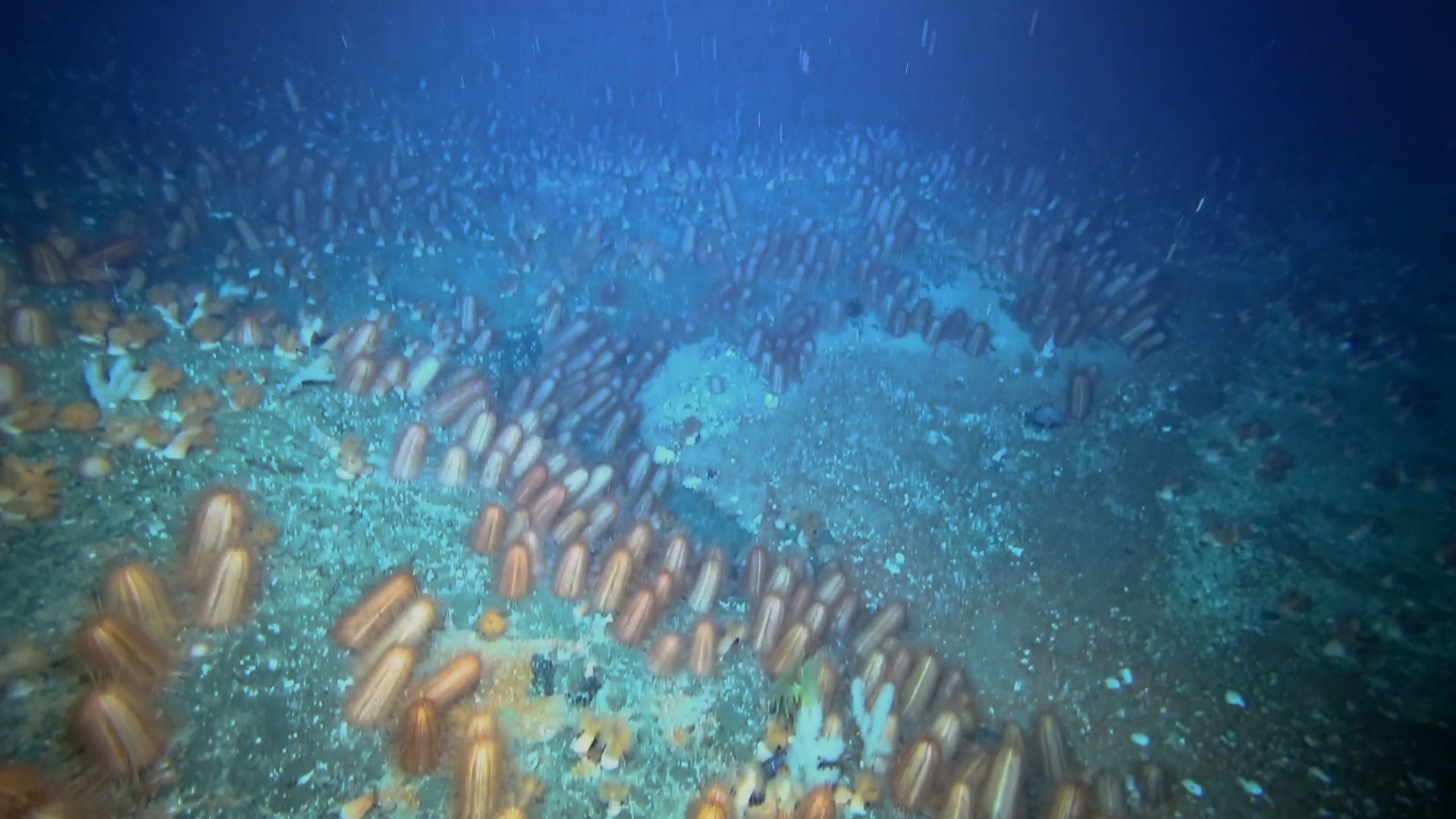 Самыми глубоководными водорослями являются. Фитопланктон Тихого океана. Планктон в индийском океане. Макрофиты планктон черного моря. Фитопланктон Байкала водоросли.