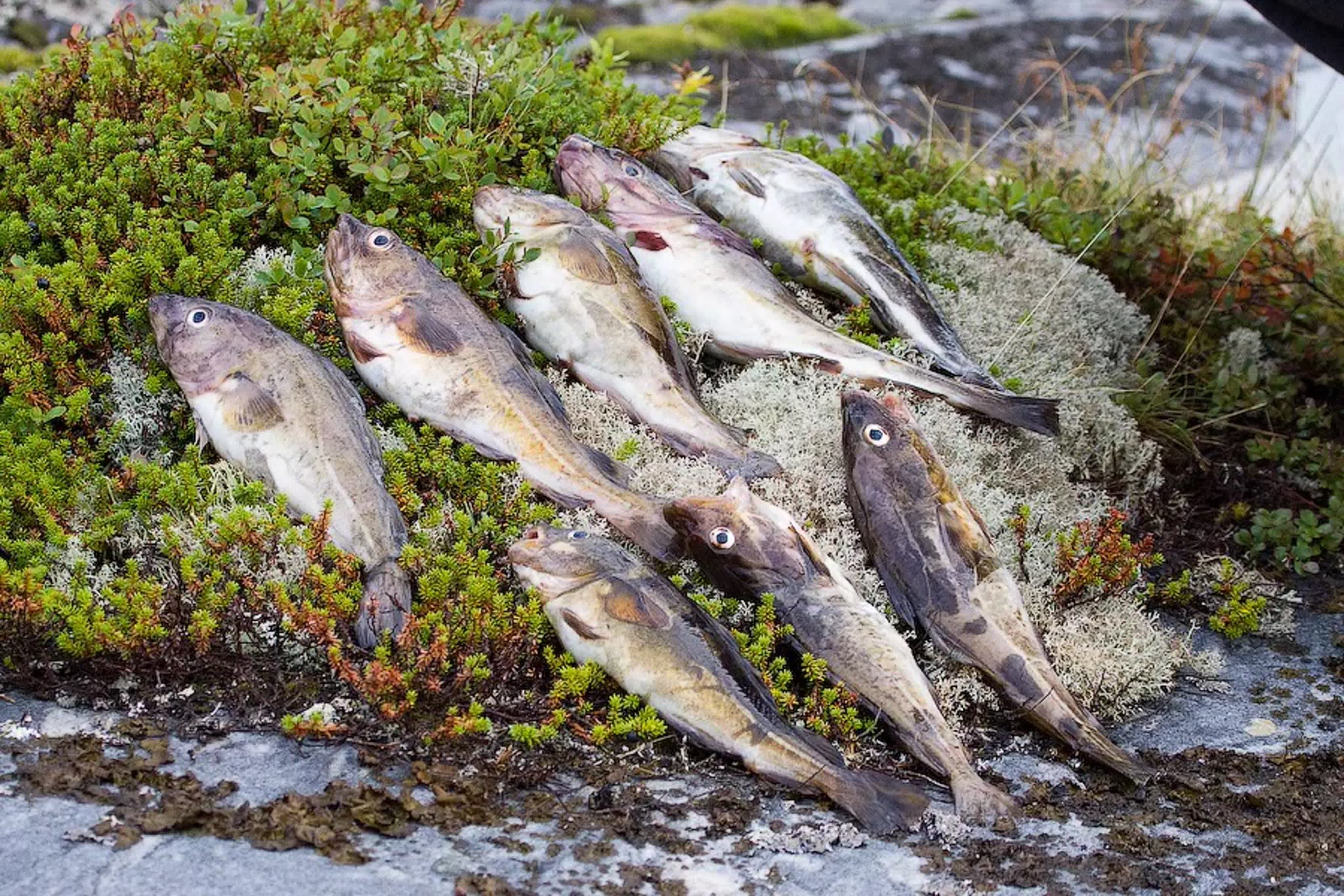 Сколько видов рыб водится в охотском. Баренцево море рыбалка Кольский полуостров. Морская рыбалка на Кольском полуострове. Треска Баренцева моря. Рыбалка треска Мурманская область.