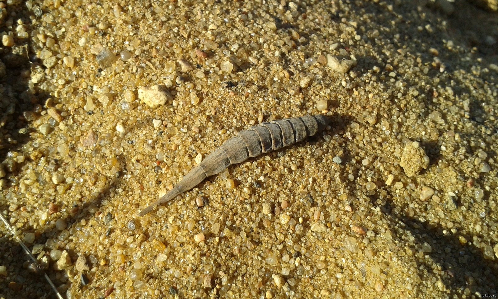 Черви в песке. Личинка мухи львинки. Насекомые живущие у моря.