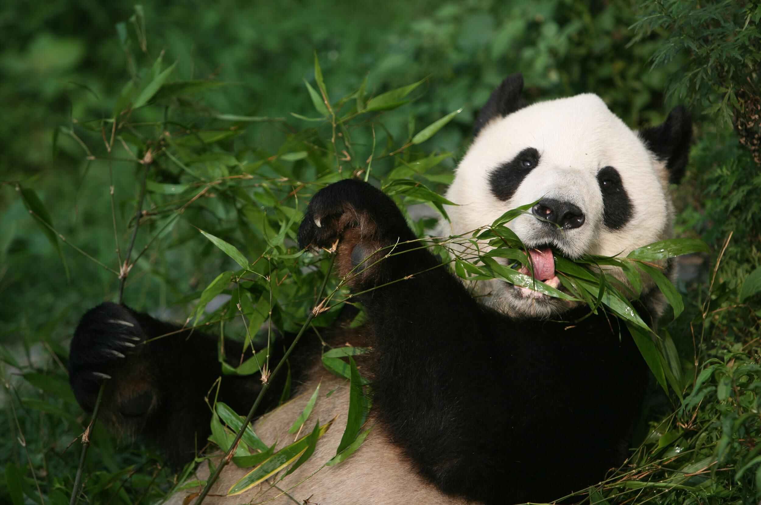 Где живет панда на каком. Сычуань панды. Сычуань зоопарк панды. Ареал панды. Панды Тибета.