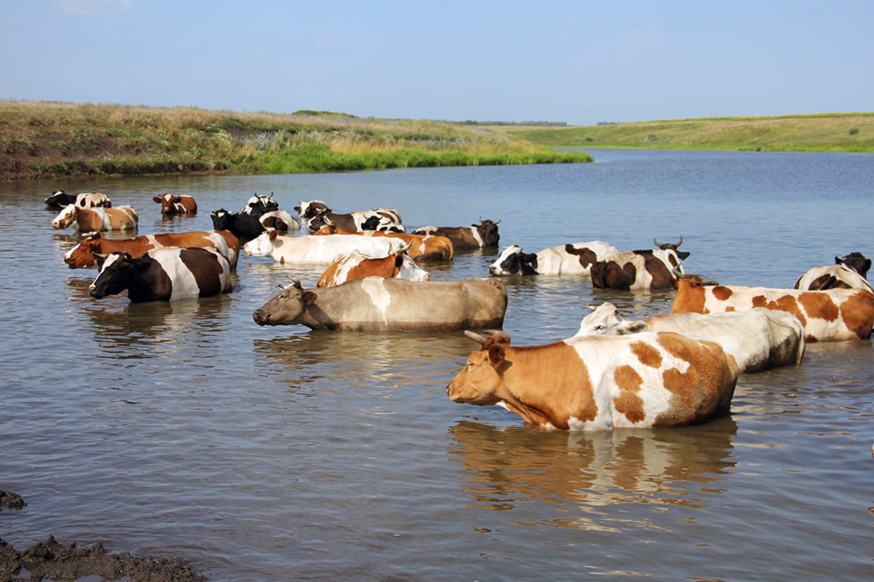 Животноводческий сток. Фермерские хозяйства вода. Корова купается. Корова в озере. Сельскохозяйственное загрязнение воды.