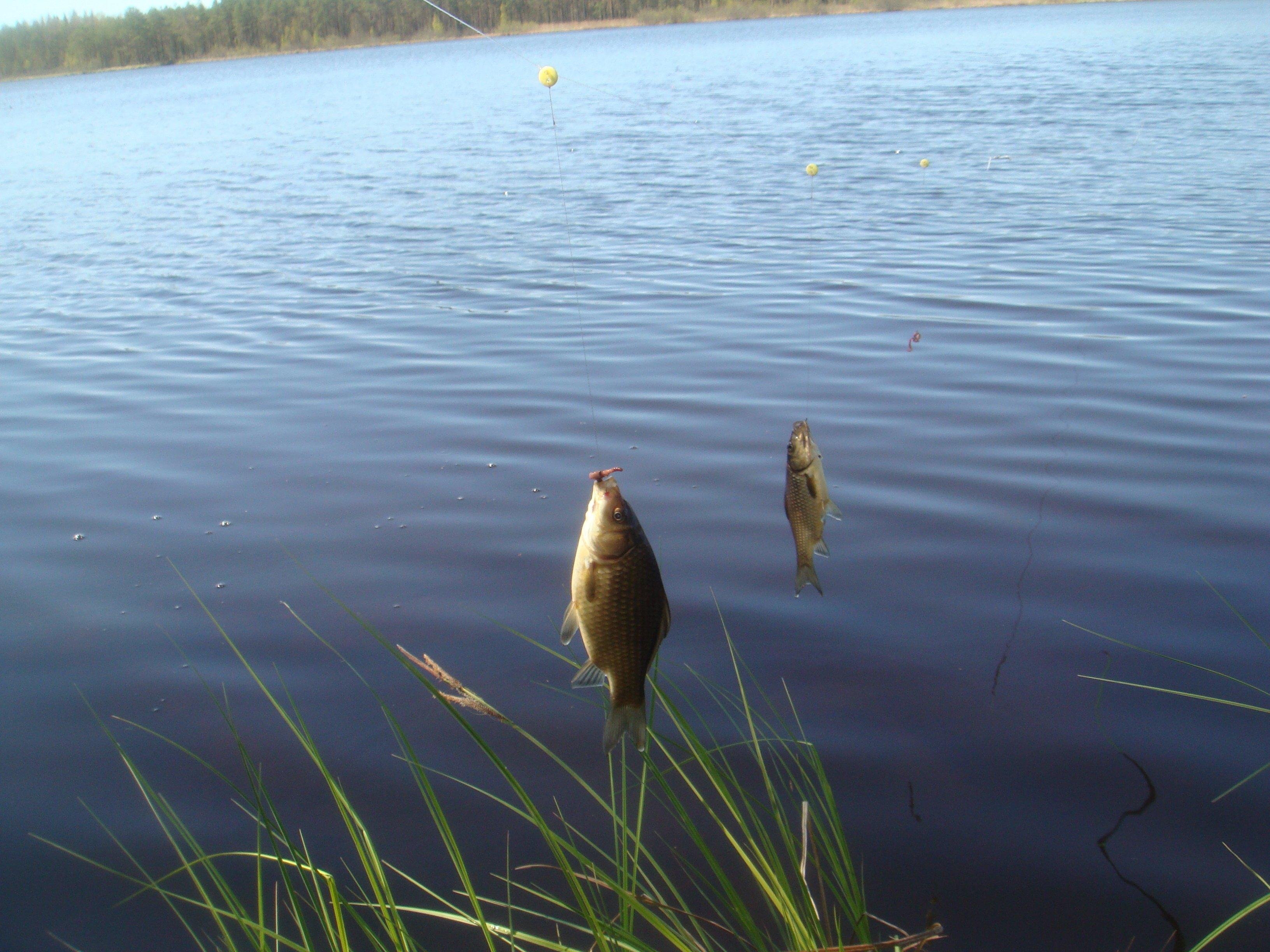Озеро ли рыбалка. Карась Озерный. Озеро Карасье. Озеро карась. Озеро Карасье Нижегородская область рыбалка.