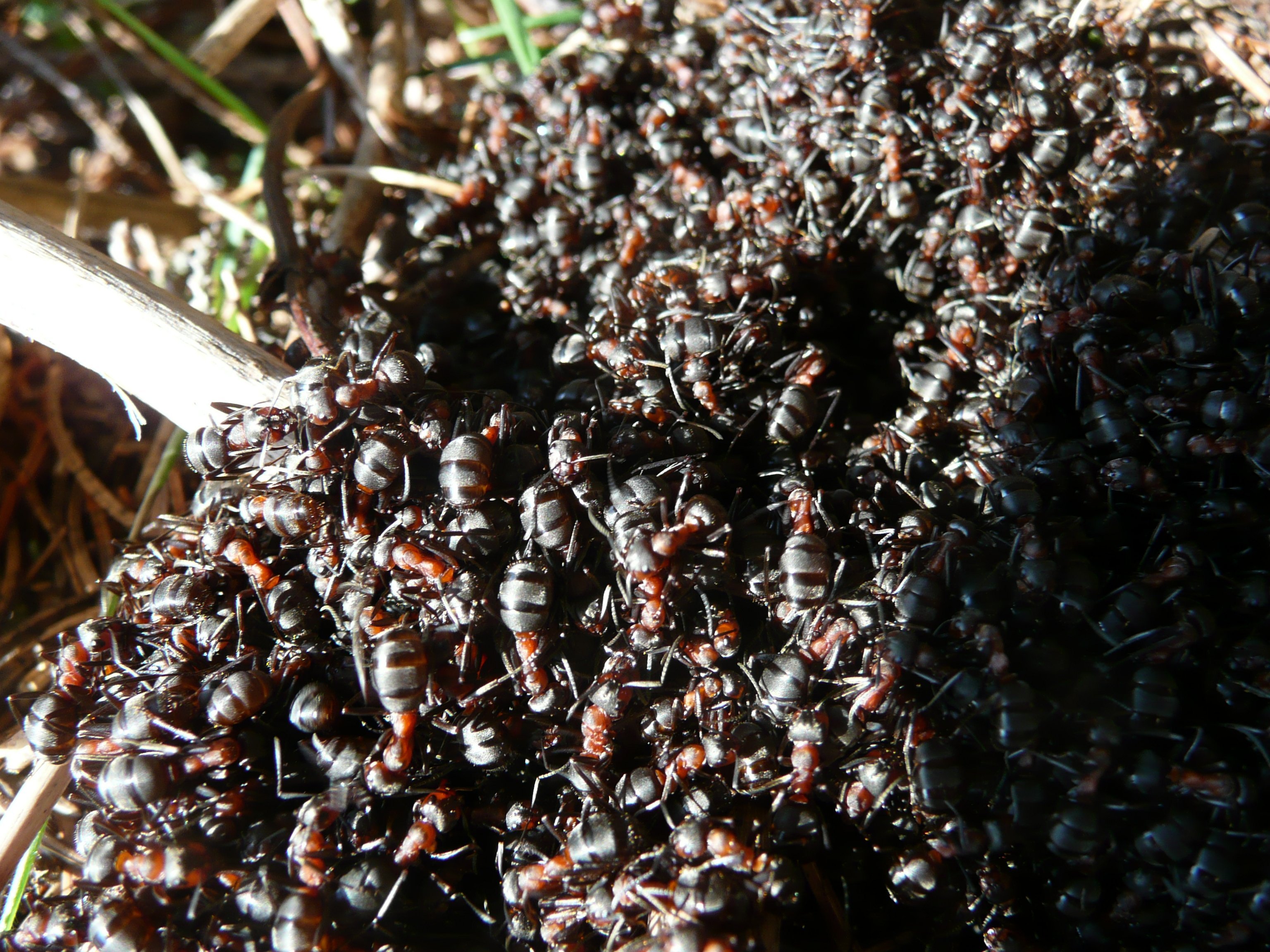 Сонник муравьи много. Муравьи колония Муравейник. Насекомые муравей Муравейник. Фараоновые муравьи Муравейник. Лесной муравей колония.
