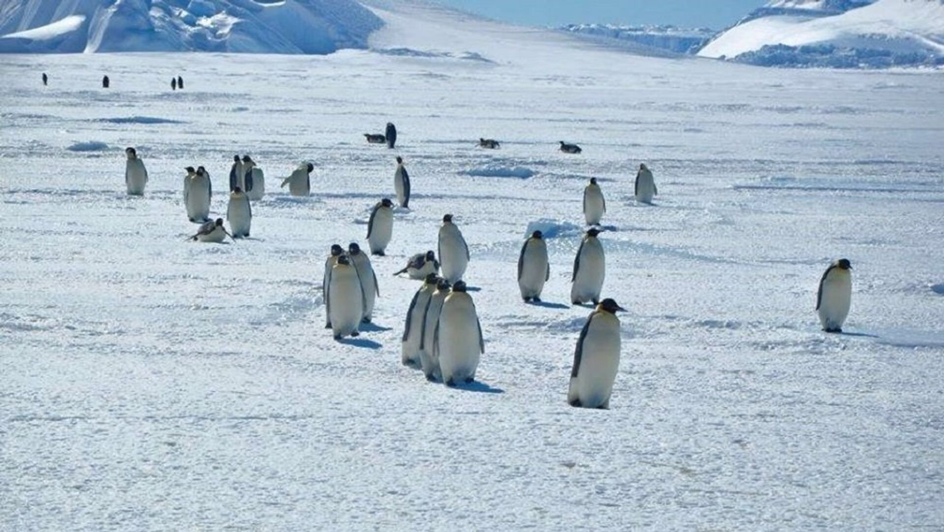 Антарктический Пингвин. Острова Антарктиды. Шотландские острова в Антарктиде. Игра сокровища антарктиды