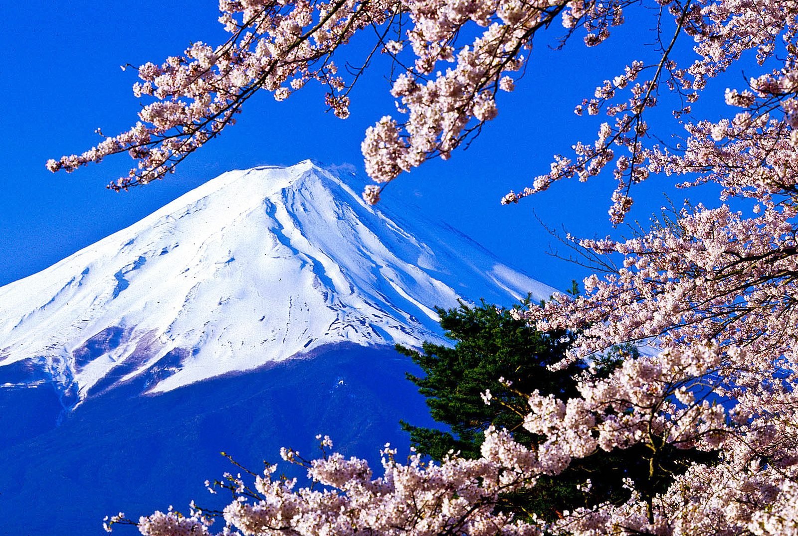 Фудзияма каталог. Фудзияма Япония. Гора Фудзияма. Япония Сакура и Фудзияма. Япония гора Фудзияма и Сакура.