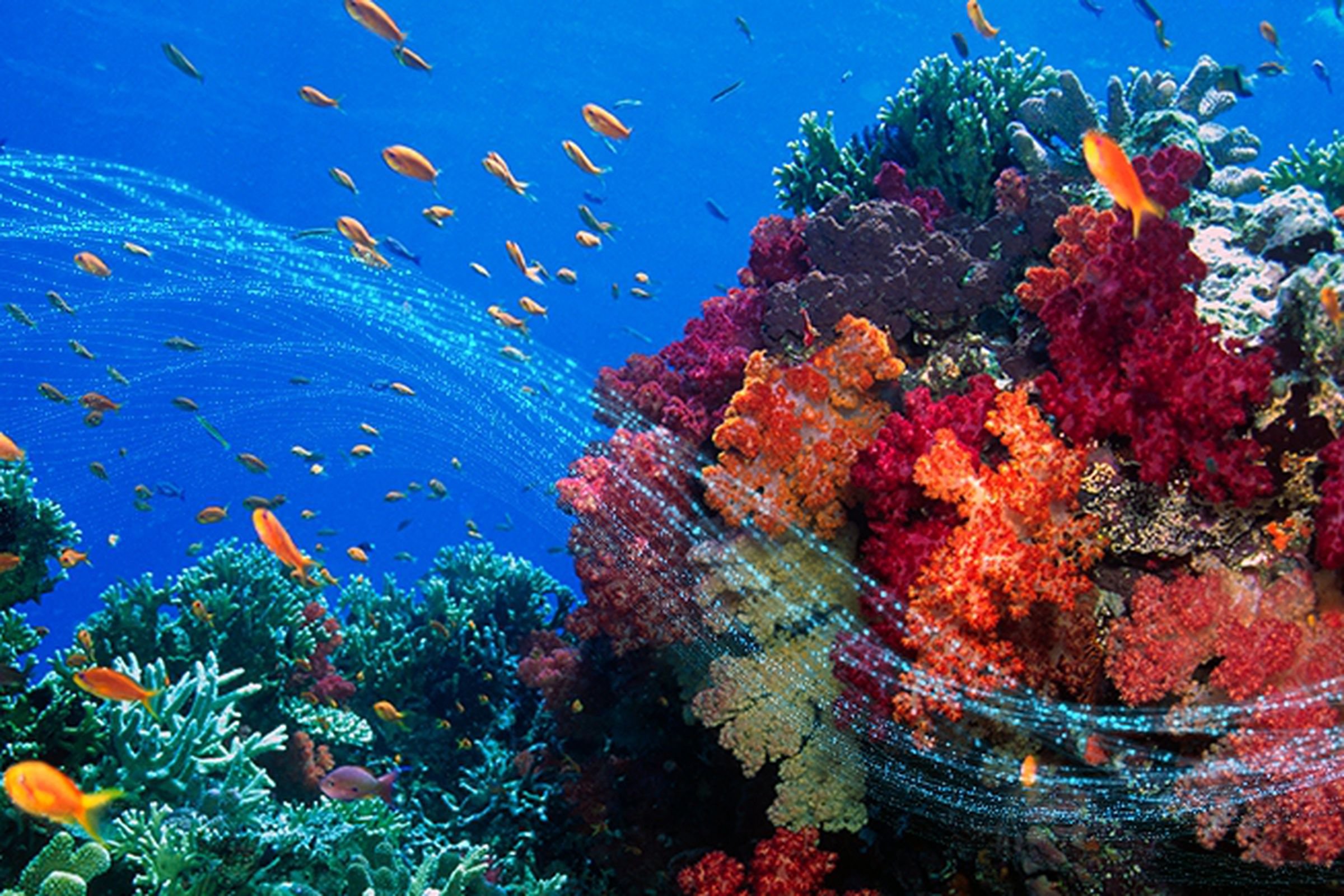 Какого океана является красное море. Живой риф в Шарм Эль Шейхе. Живой риф красное море. Красивые кораллы. Большие кораллы.