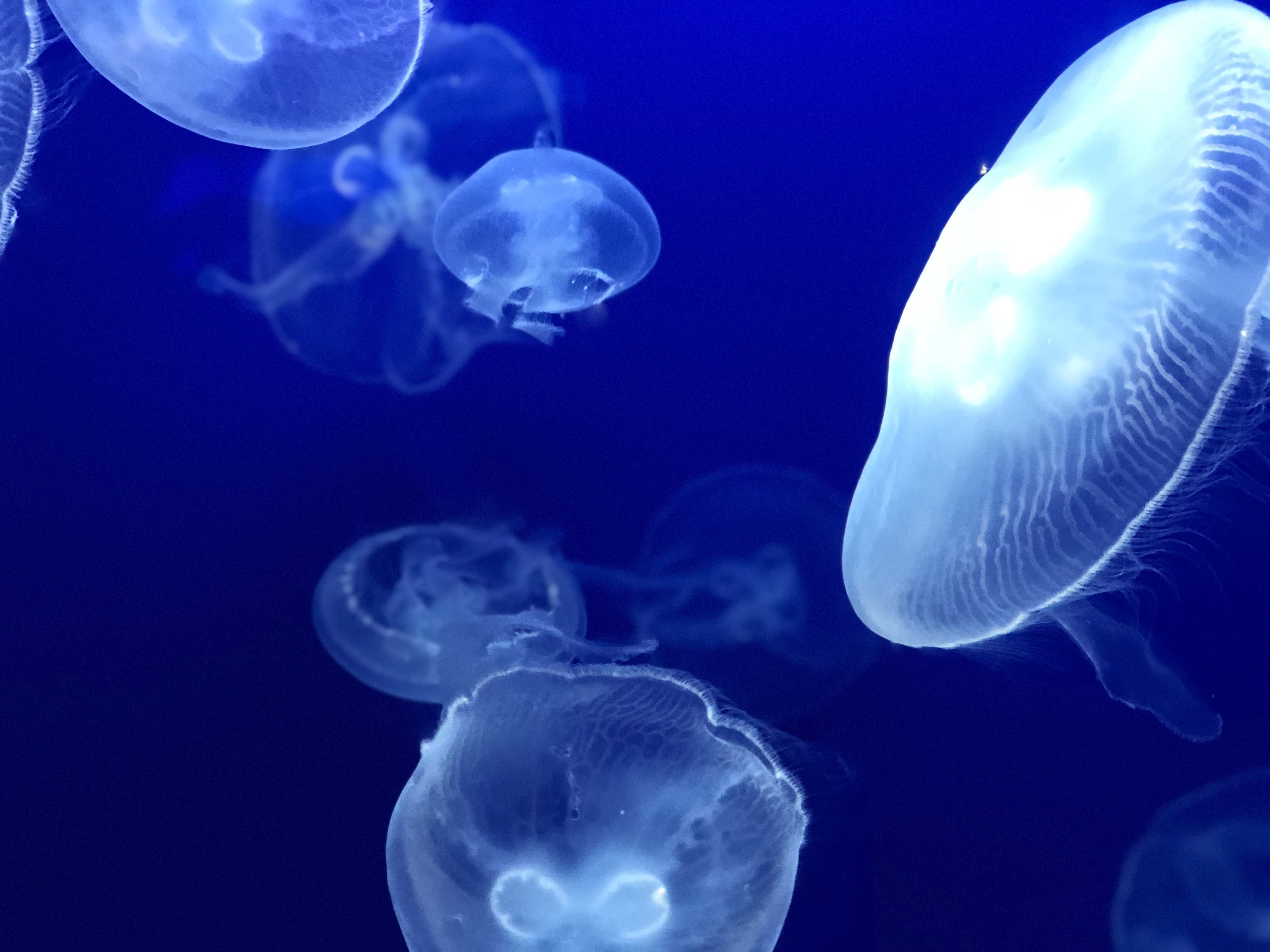 Организмы плавающие в толще воды. Зоопланктон медуза. Биолюминесценция медузы Aequorea. Медуза планктон.