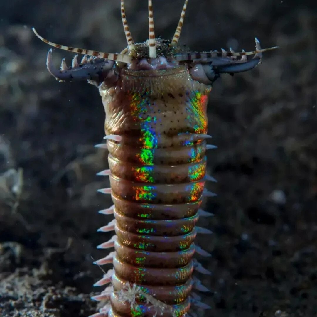 Морской червь размер. Многощетинковый червь Eunice aphroditois. Червь Боббита Eunice aphroditois.