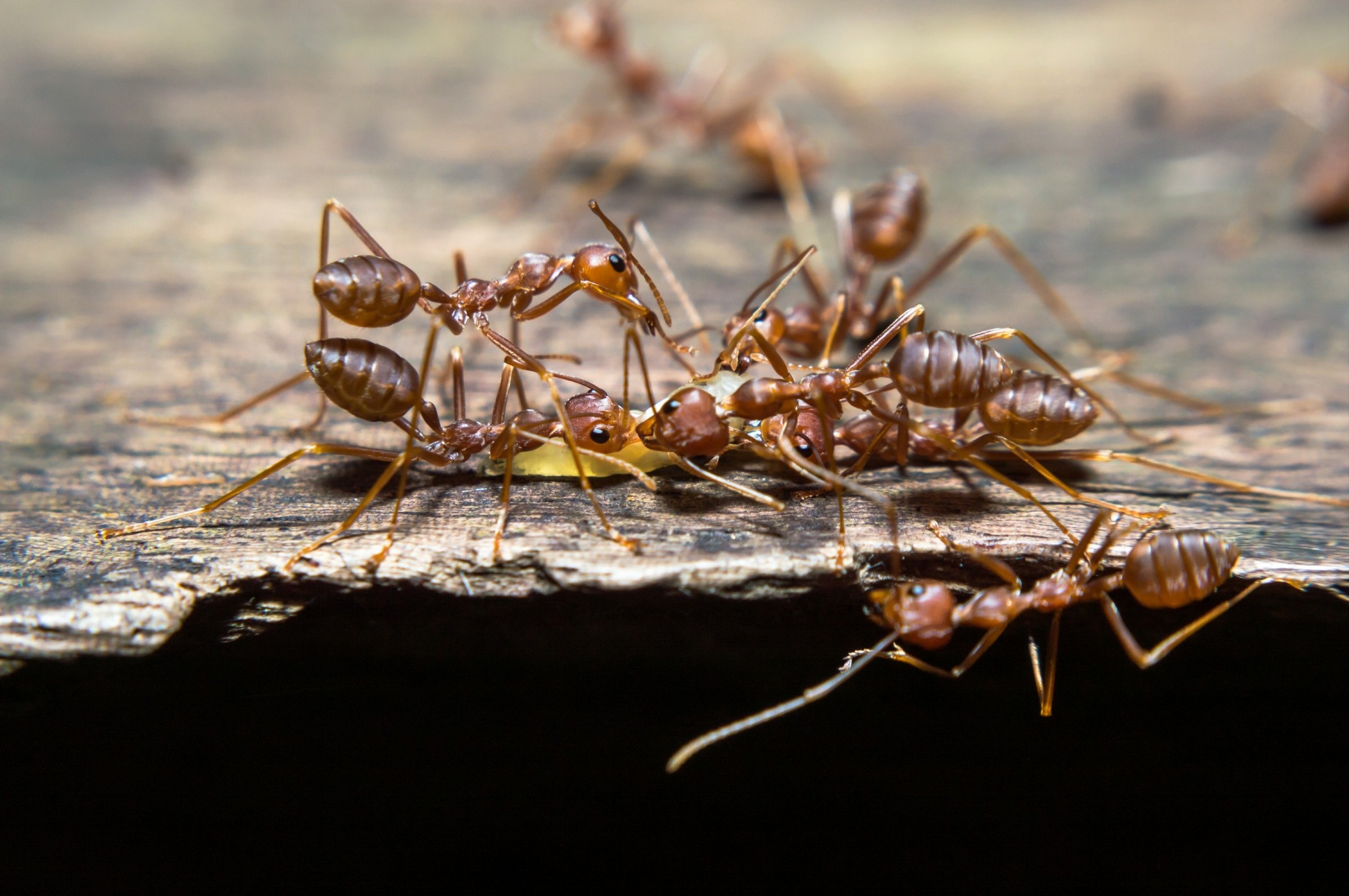 Рабочие особи. Муравьи. Образ жизни муравьев. Общественные насекомые. Тропические муравьи.