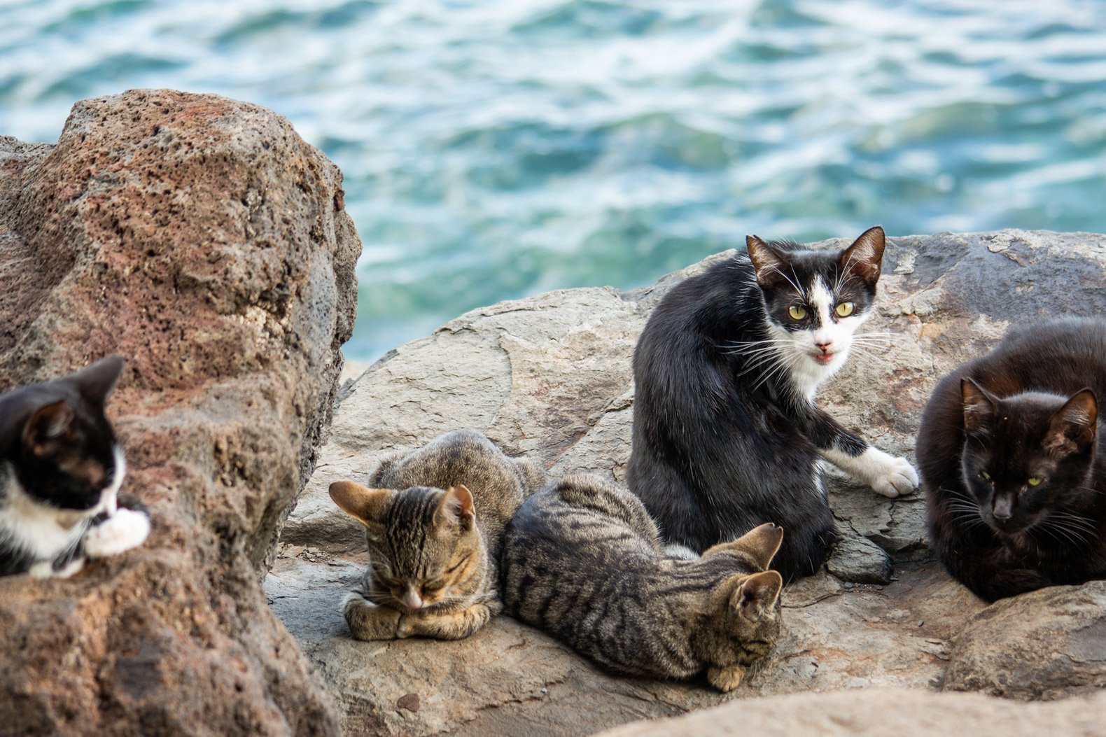 Остров кошек. Дикие кошки на острове. Коралловый остров кошек. Остров собак кошки.