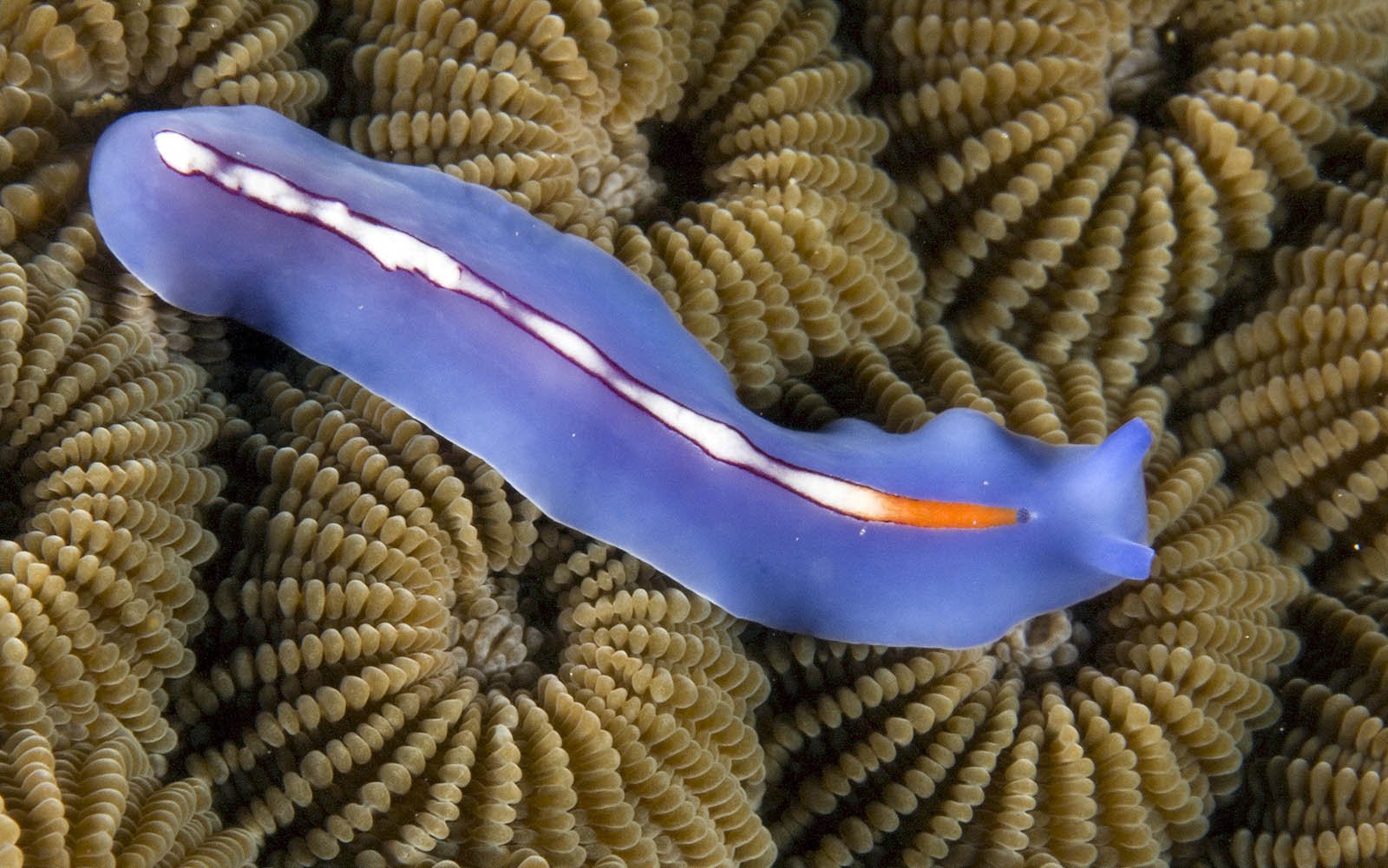 Синих червяков. Морские многощетинковые черви. Pseudoceros Liparus.