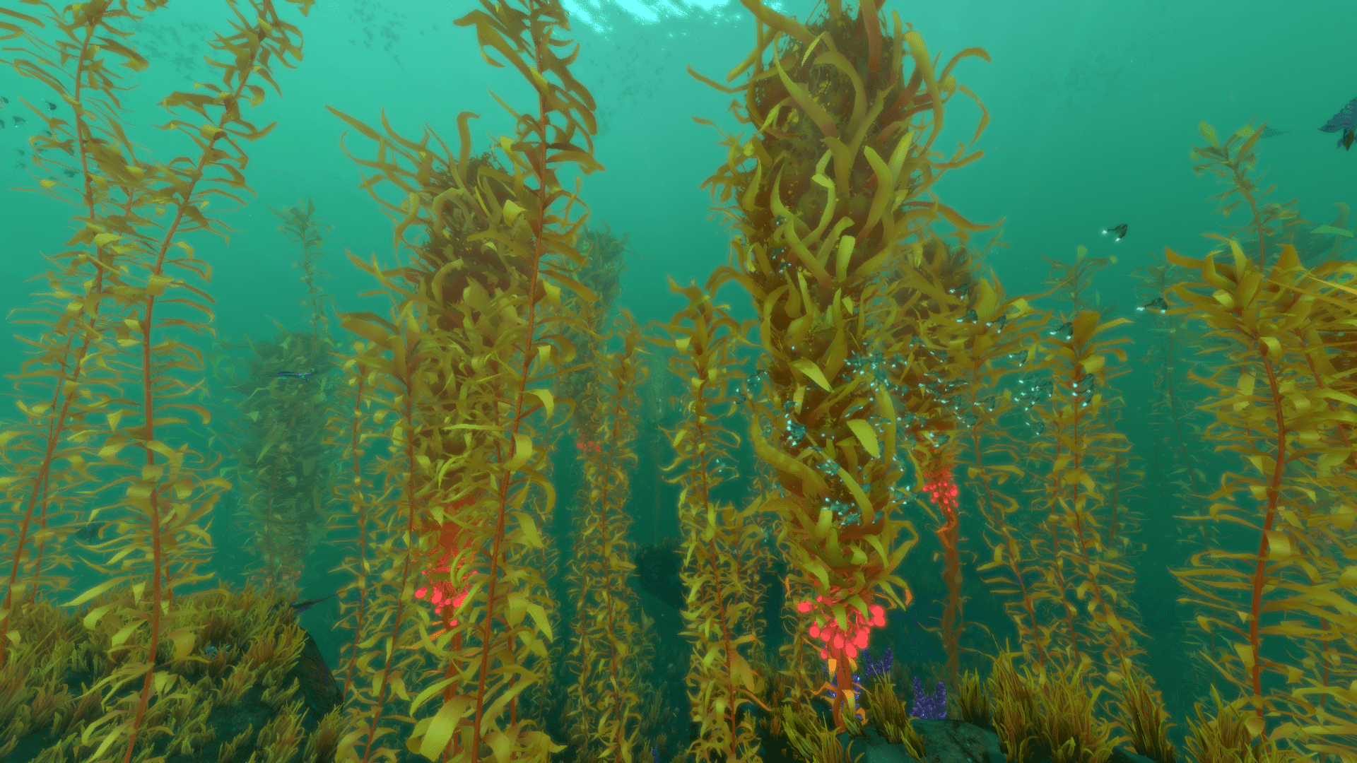 Водоросли не расчленены на. Laminaria Kelp. Ламинария келп. Ламинариевые бурые водоросли. Водоросли Северного Ледовитого океана.