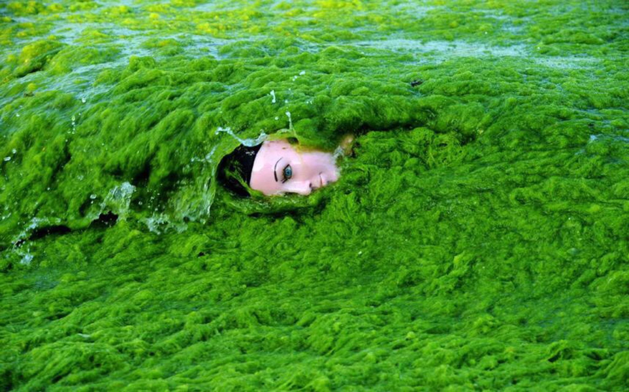 Густые зеленые воды. Аэрофильные водоросли.