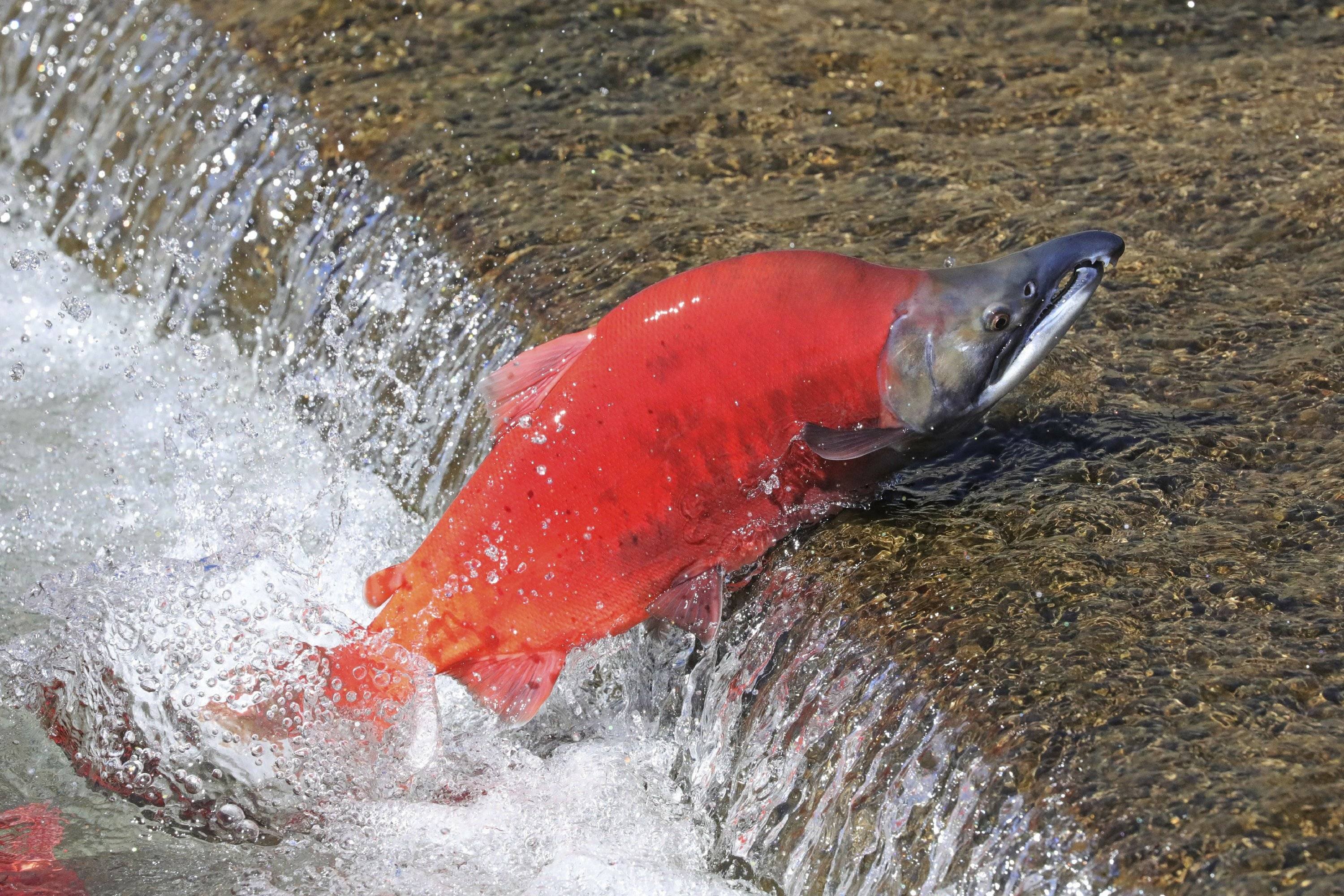Красная рыба в реке. Лосось нерка нерест. Чавыча красная. Форель нерка чавыча. Чавыча на нересте.
